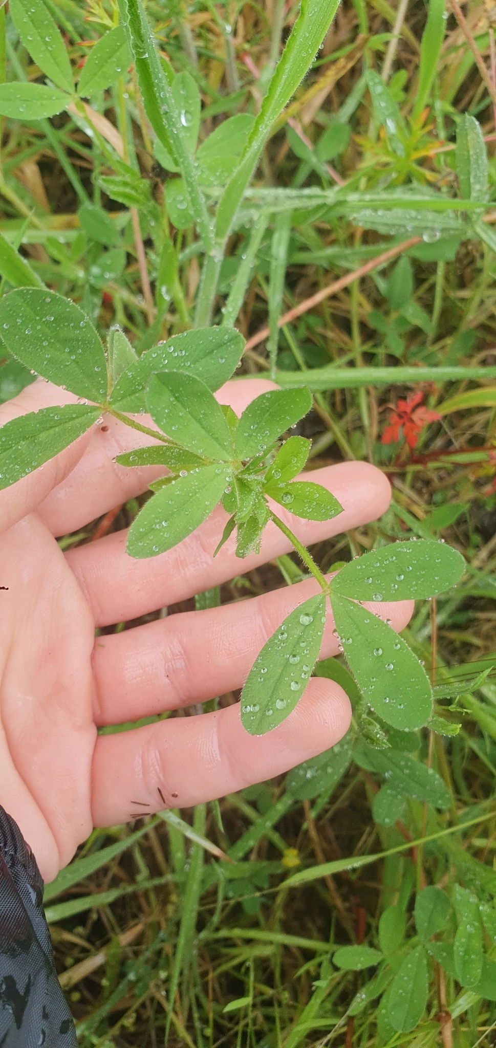 Photo of hop trefoil (12/12)