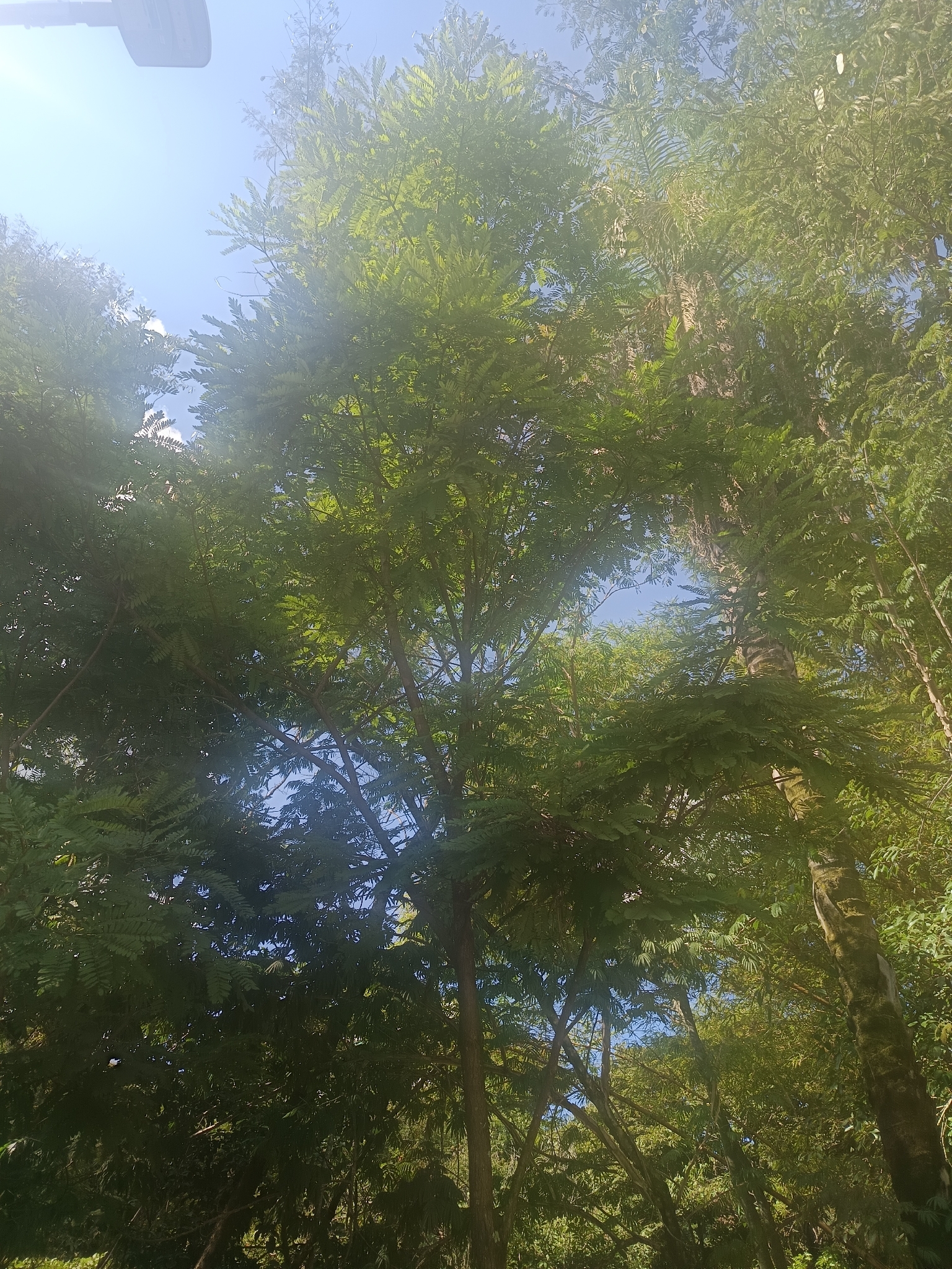 Photo of Dalbergia villosa (7/11)