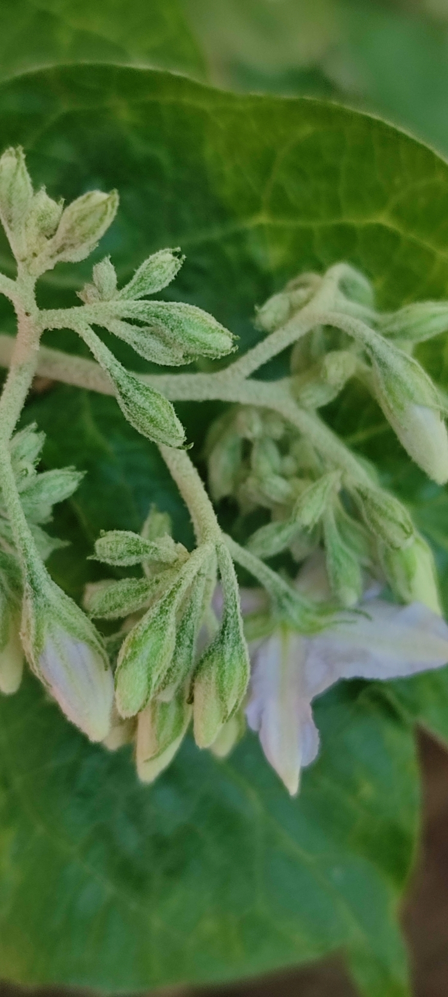 Photo of Solanum paniculatum (10/13)