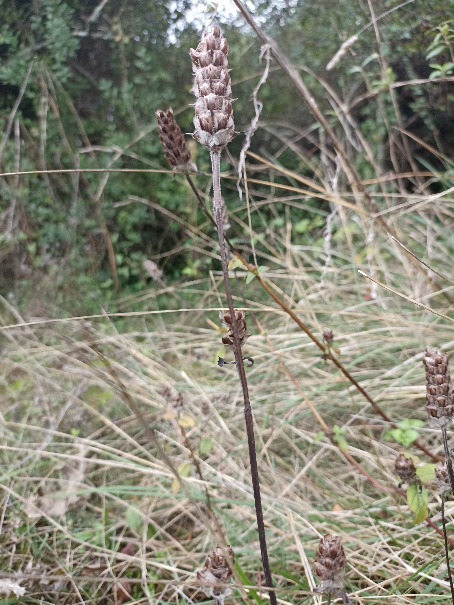Photo of common selfheal (2/12)