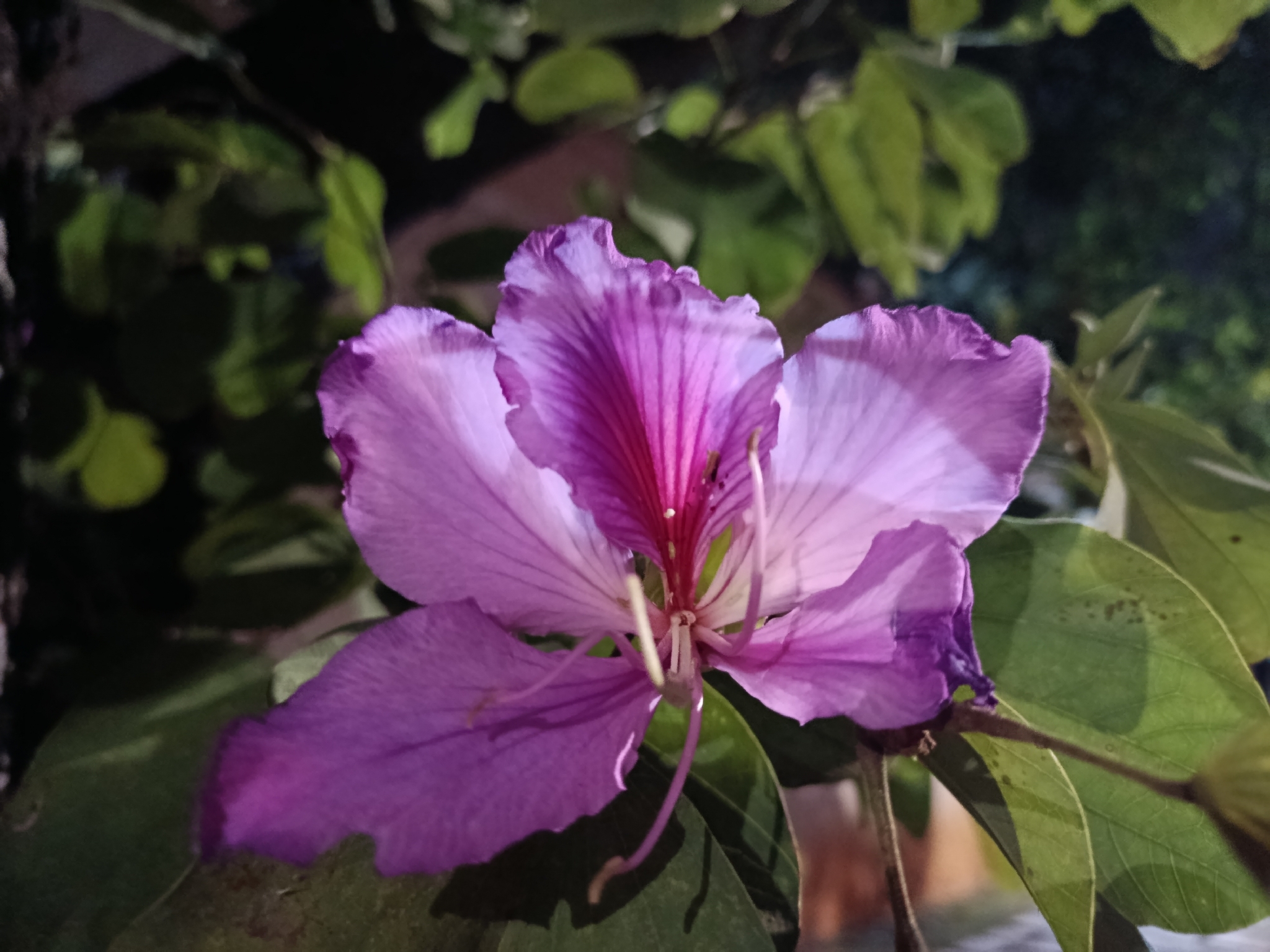 Photo of Orchid tree (4/7)