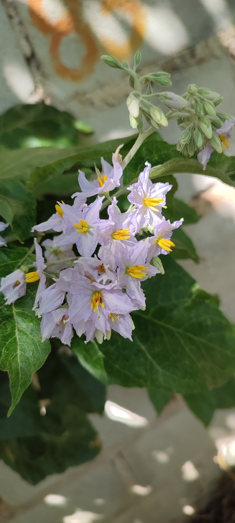 Photo of Solanum paniculatum (13/13)