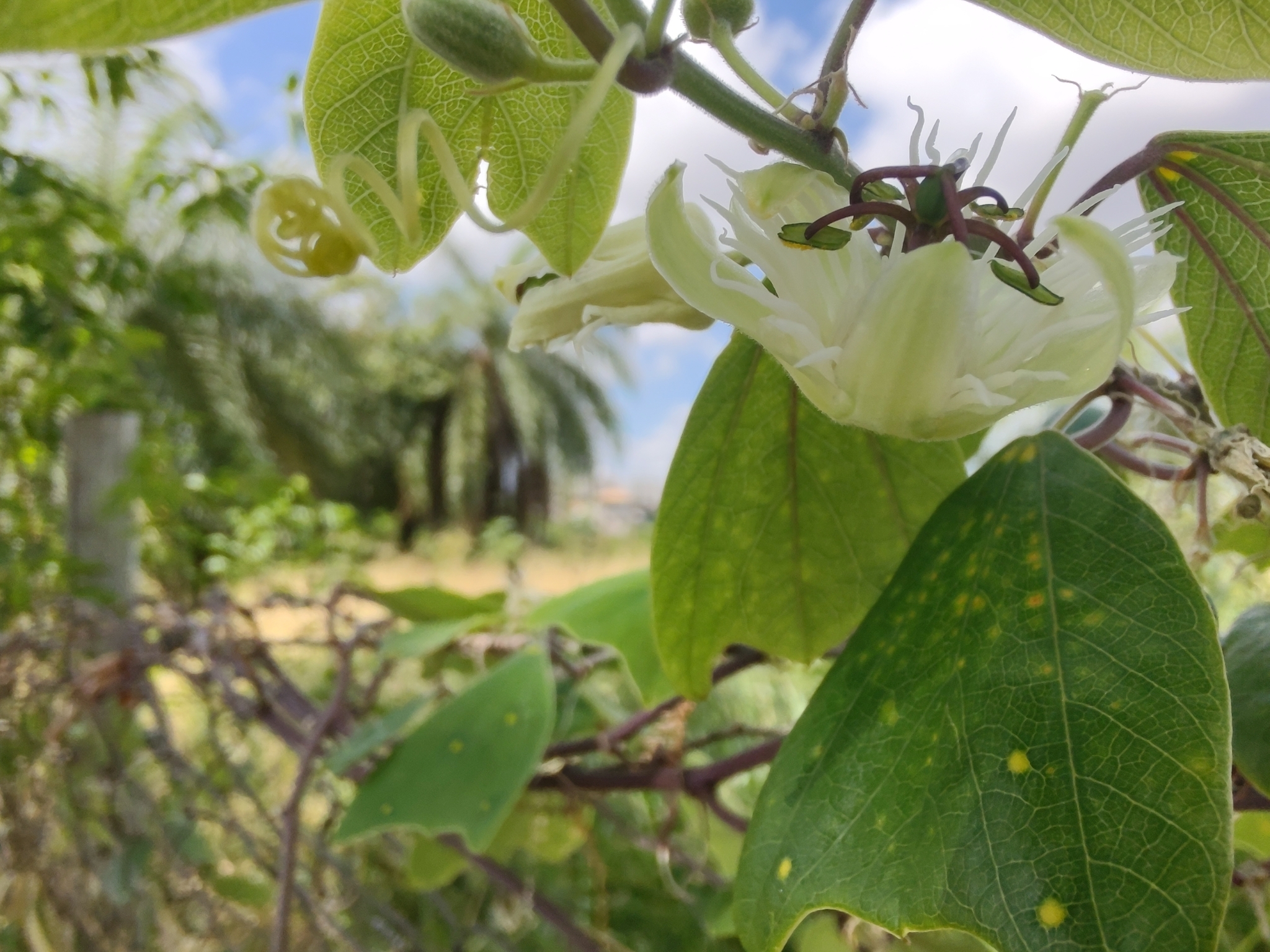 Photo of Passiflora pohlii (3/12)
