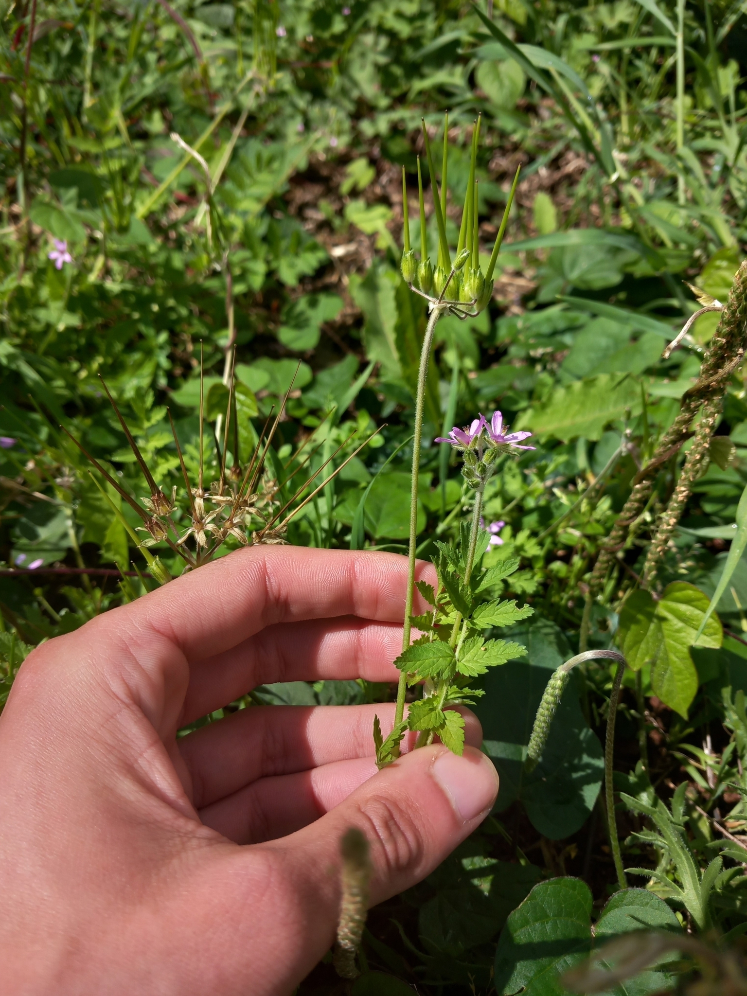 Photo of musk stork's-bill (8/12)