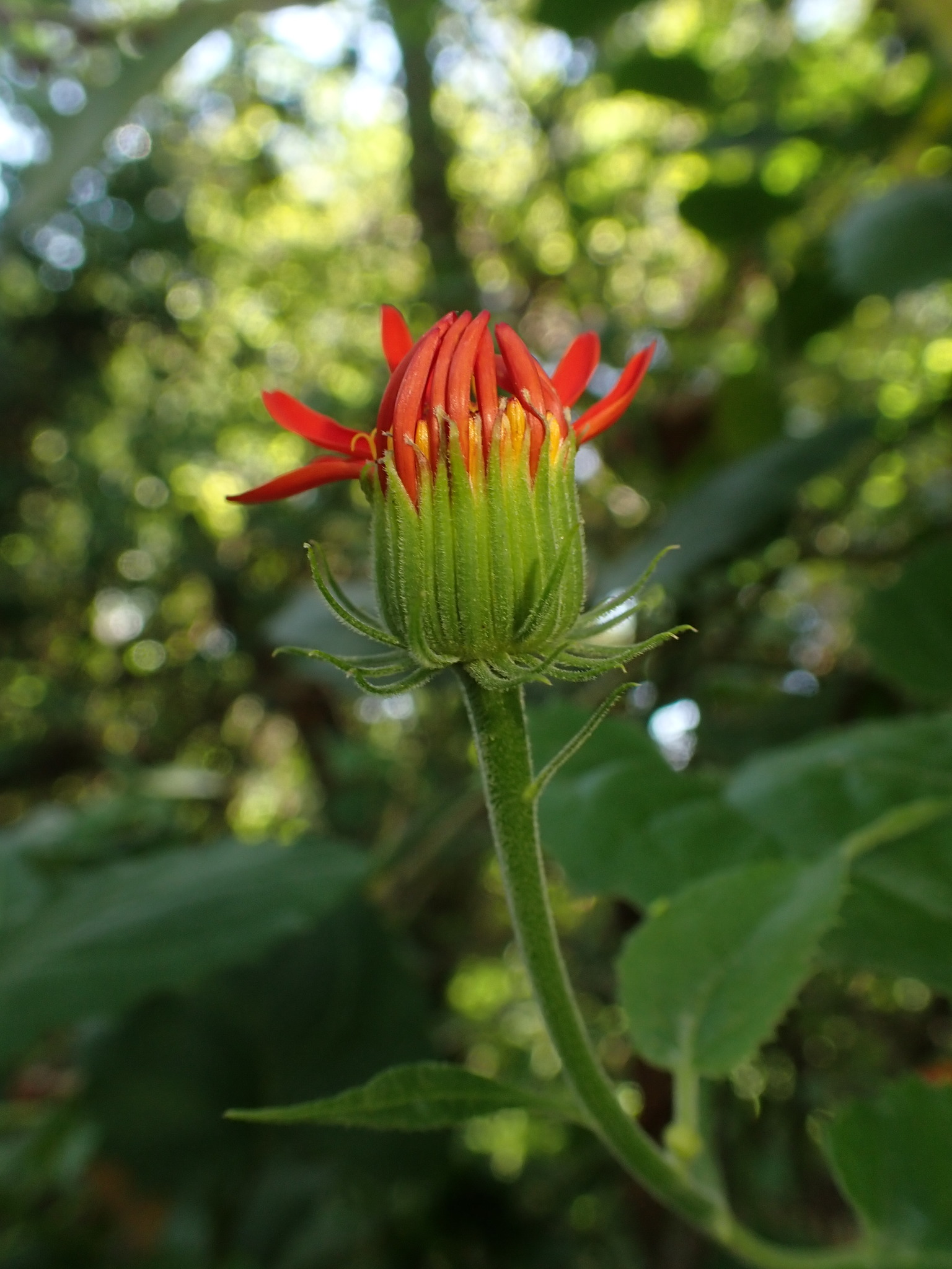 Photo of Pseudogynoxys benthamii (6/7)