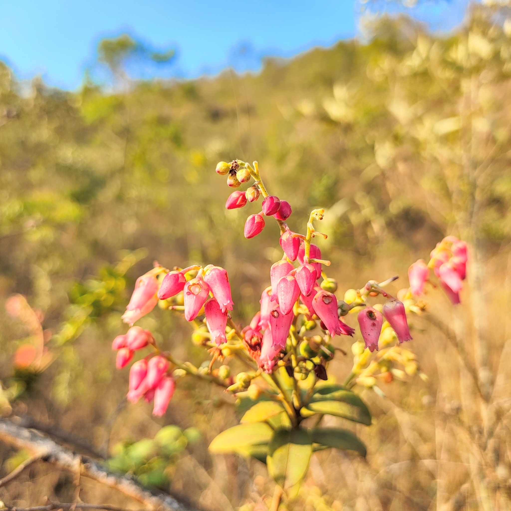 Photo of Gaylussacia brasiliensis (5/8)