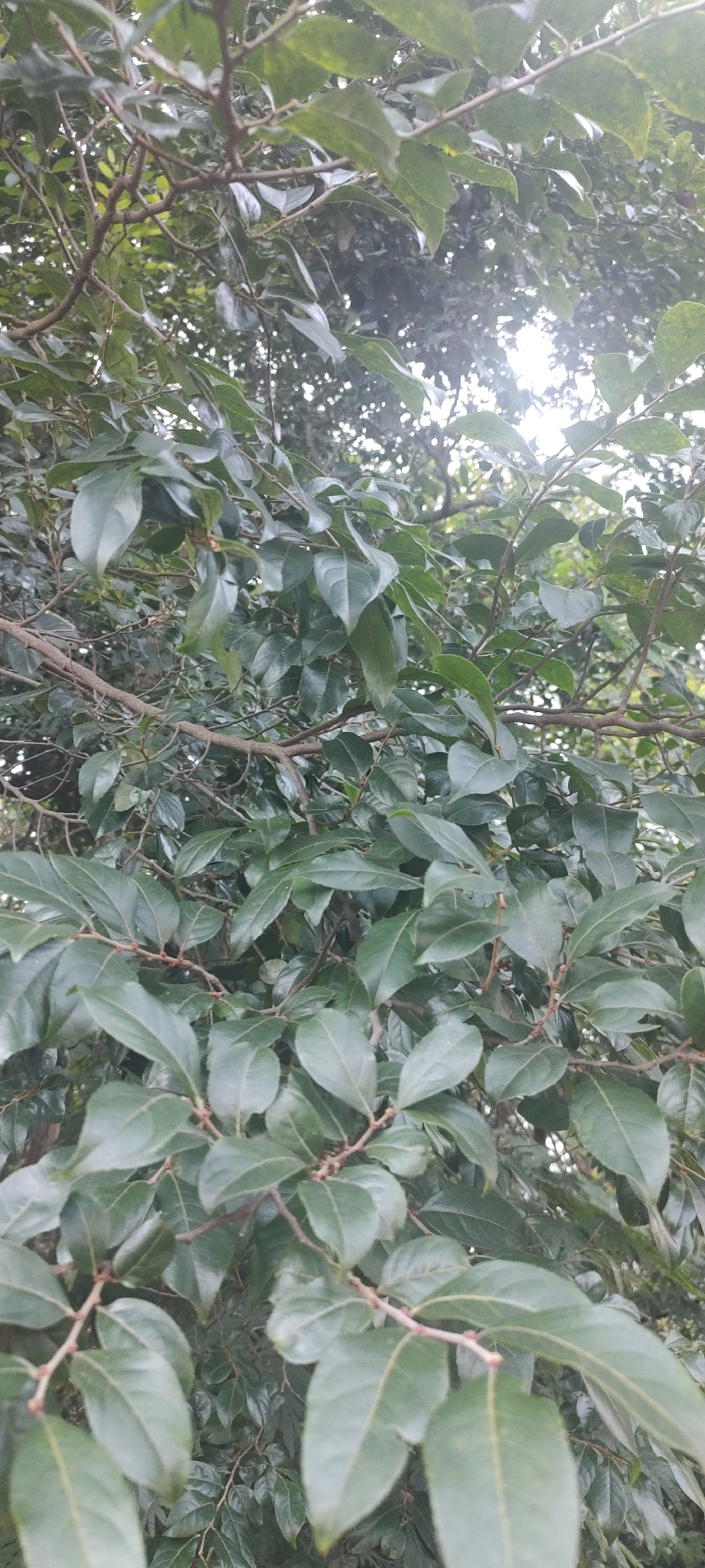 Photo of Casearia decandra (12/12)