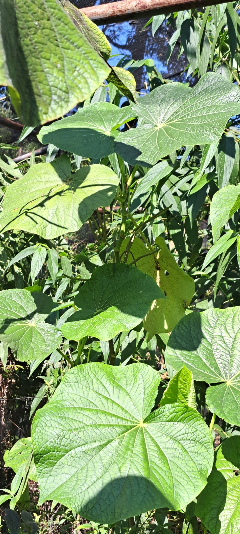 Photo of pariparoba (6/7)