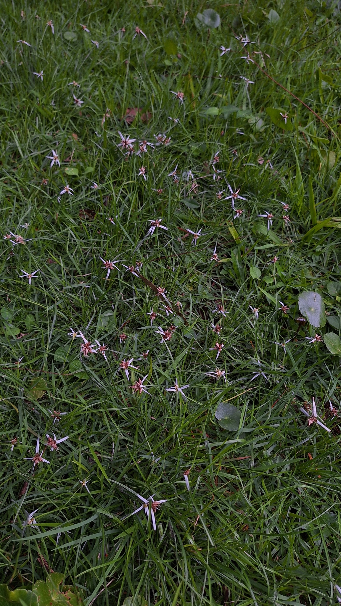 Photo of yerba de estrella (4/11)