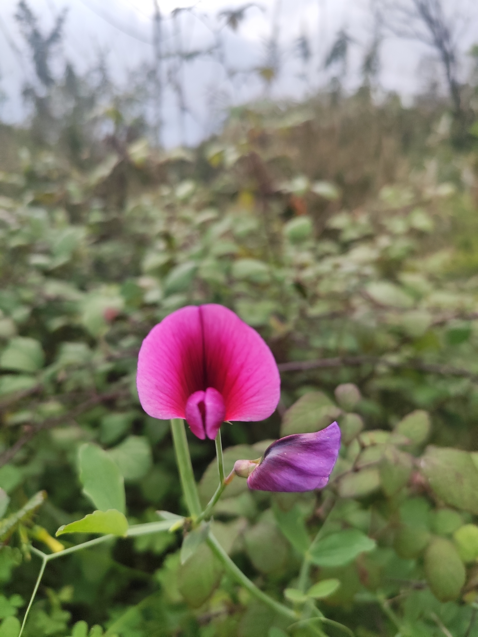 Photo of Tangier Pea (11/12)