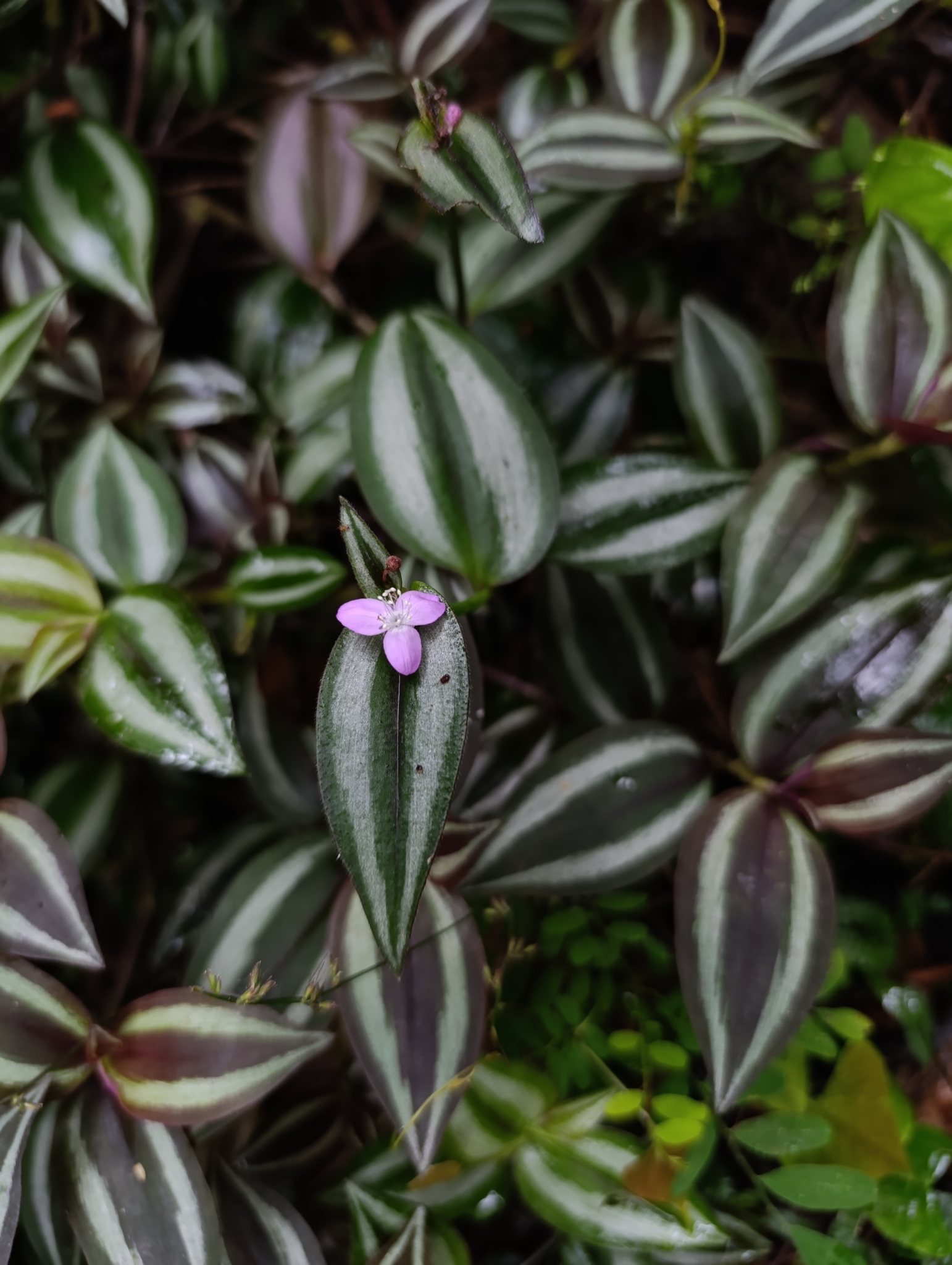 Photo of zebra plant (1/11)