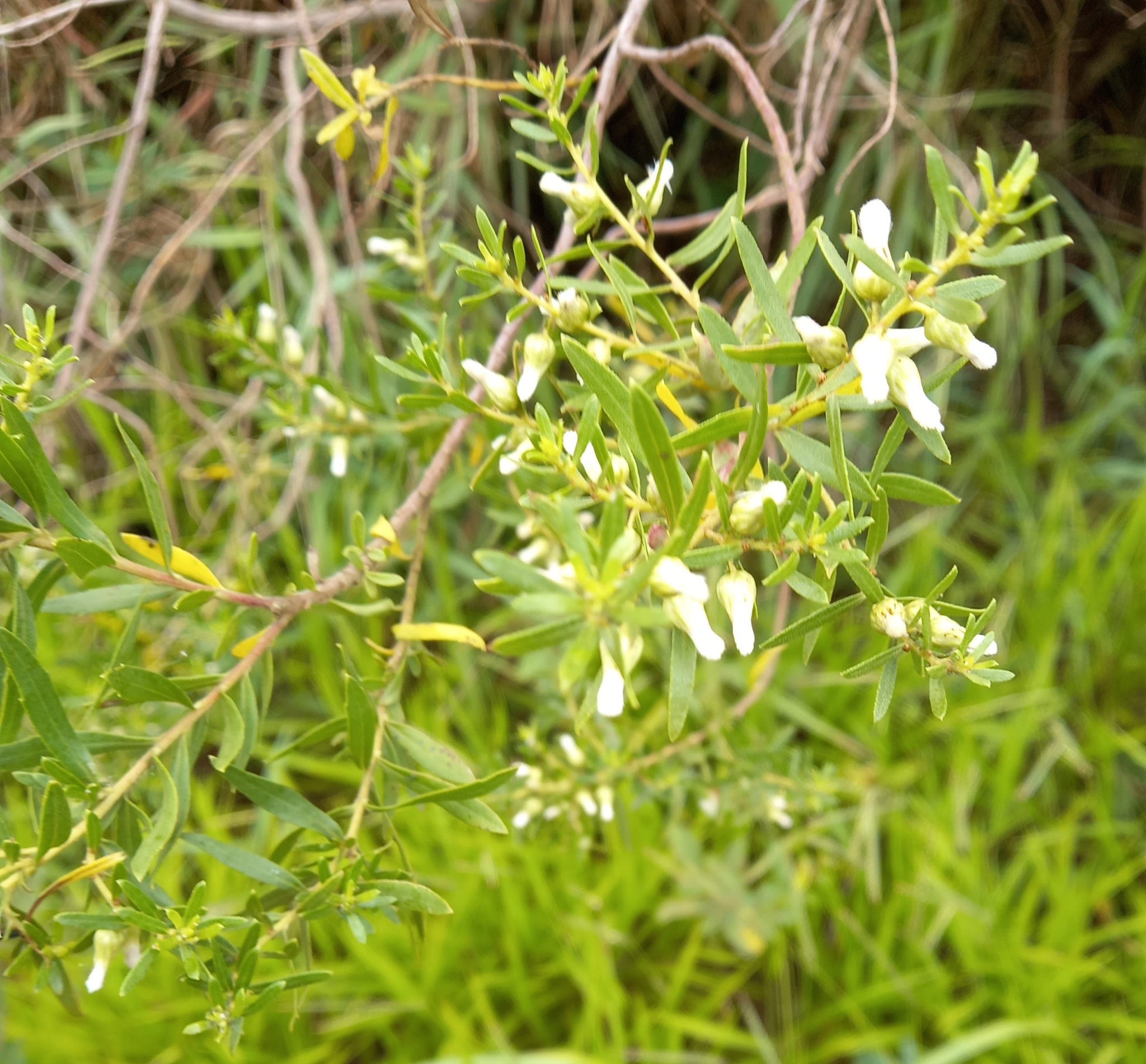 Photo of Baccharis dracunculifolia (8/12)
