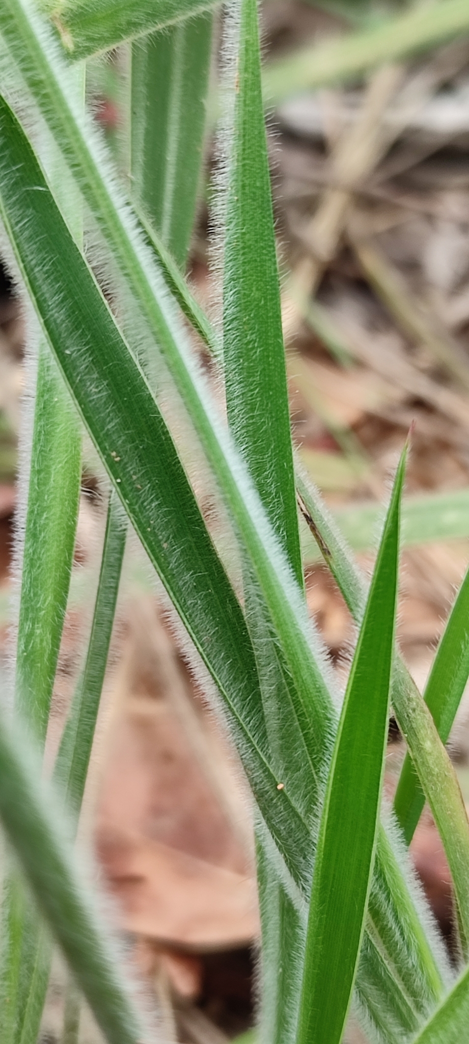 Photo of Eragrostis polytricha (7/12)