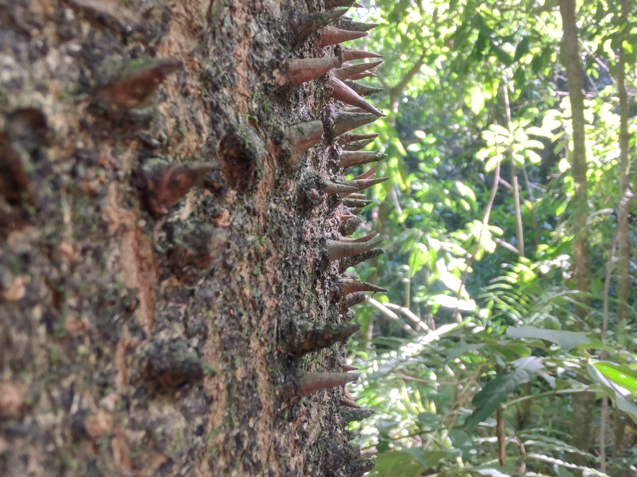 Photo of Angiospermae (5/6)