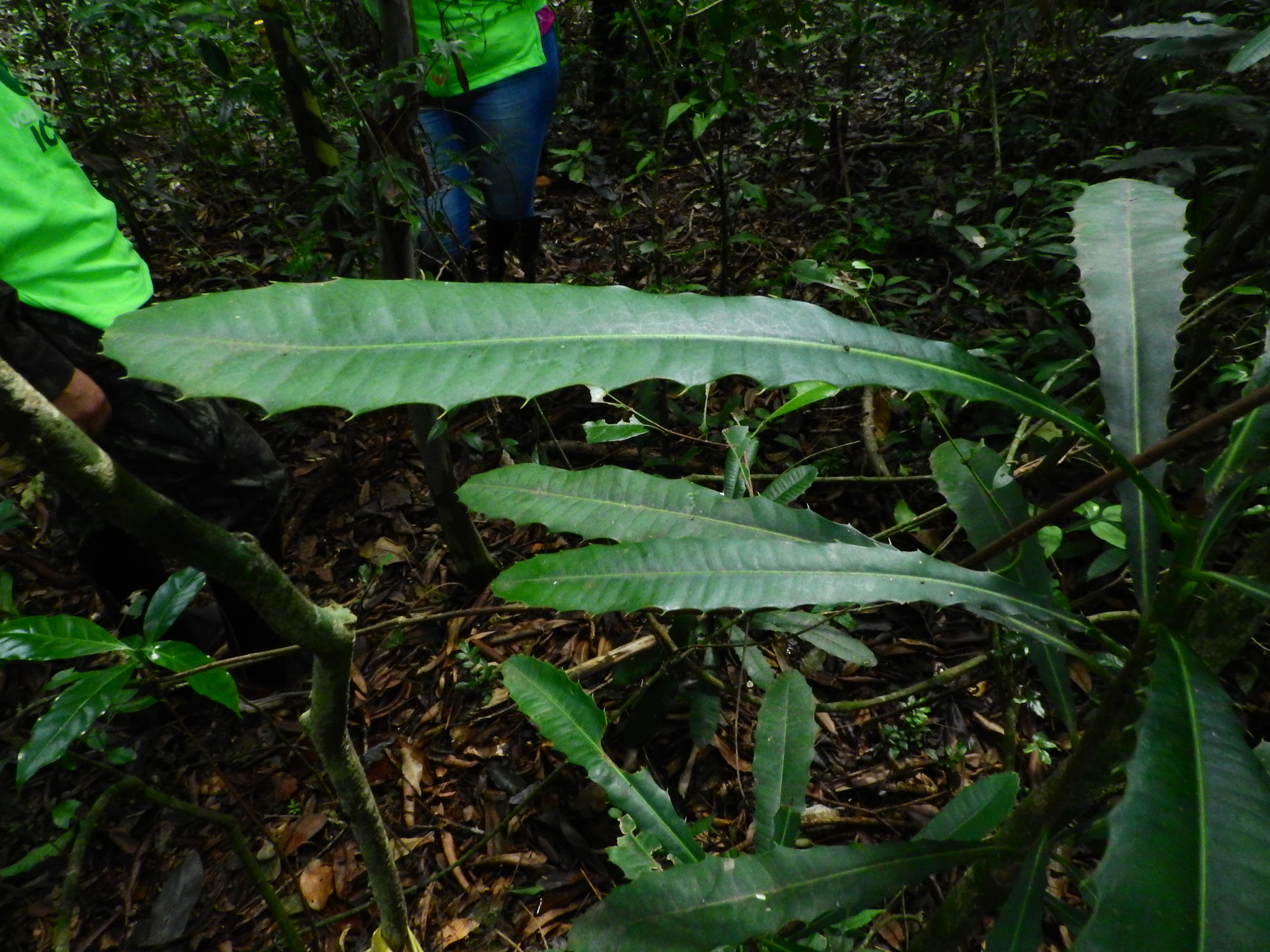 Photo of Pachystroma longifolium (2/7)