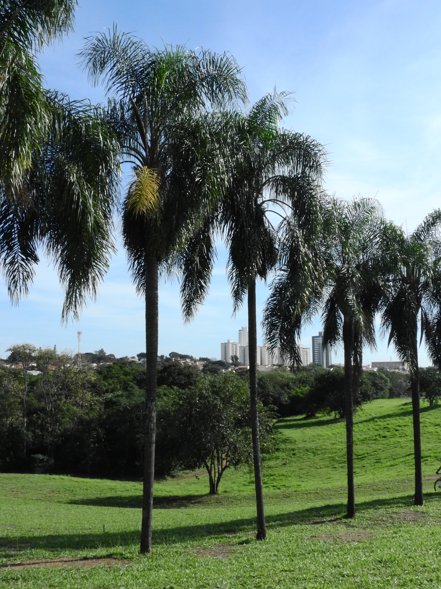 Photo of Arecaceae (3/6)