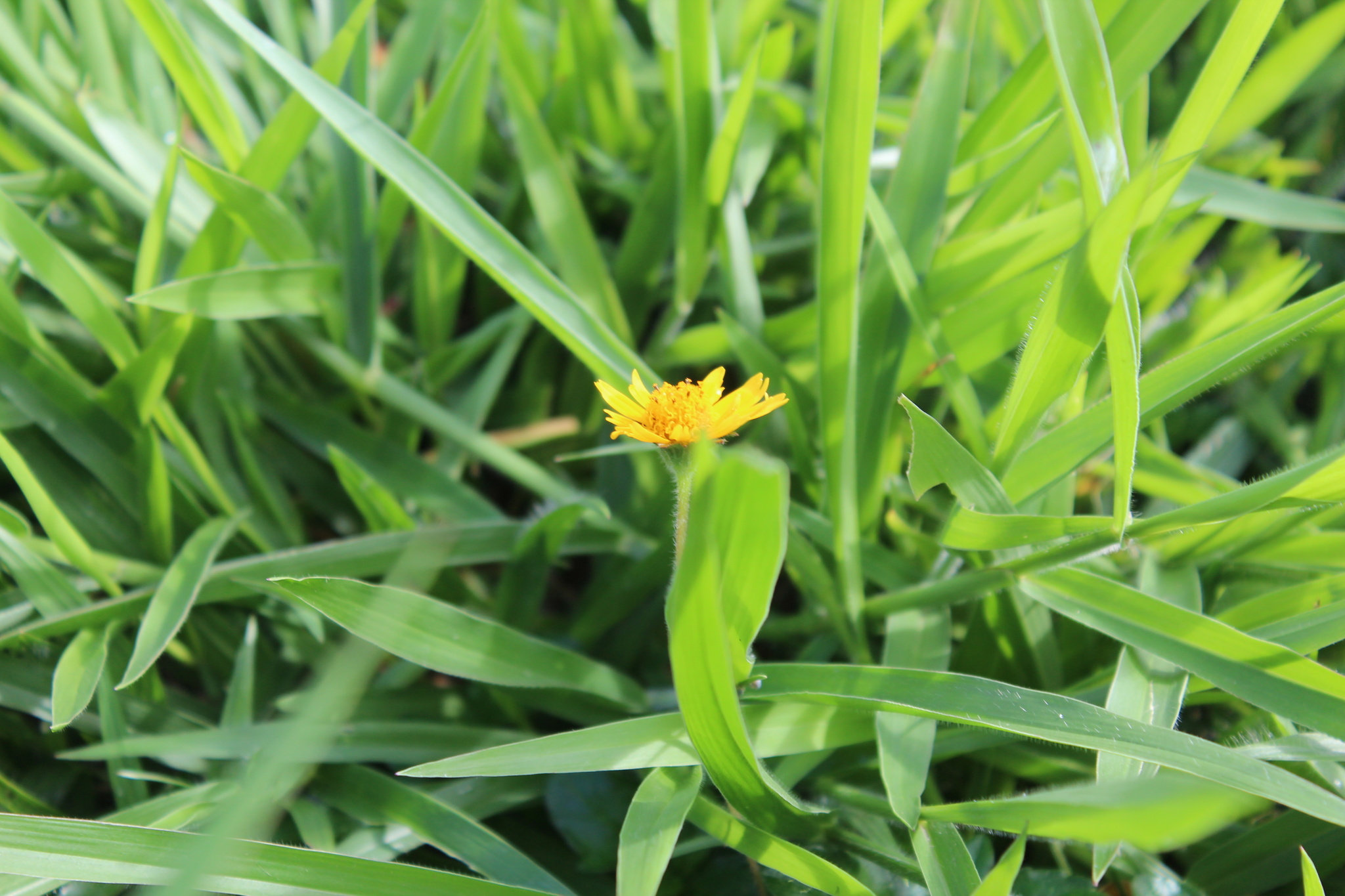 Photo of Trailing Daisy (5/11)