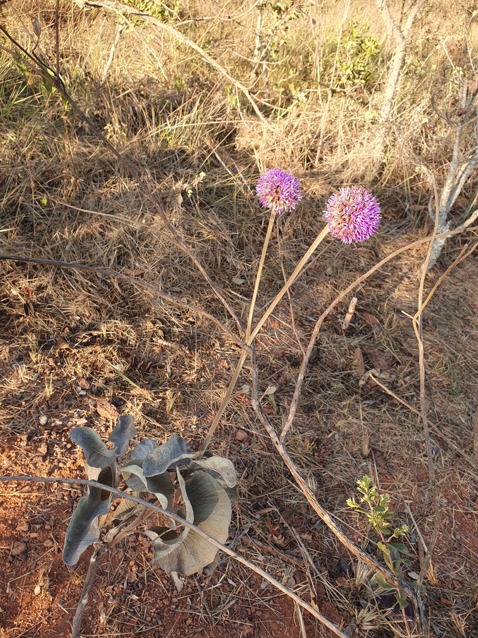 Photo of Chresta sphaerocephala (6/12)