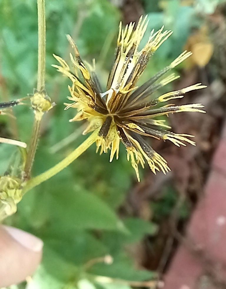 Photo of Hairy Beggarticks (2/6)