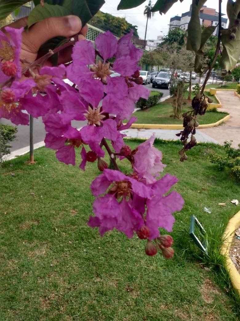 Photo of Giant Crepe-myrtle (6/7)