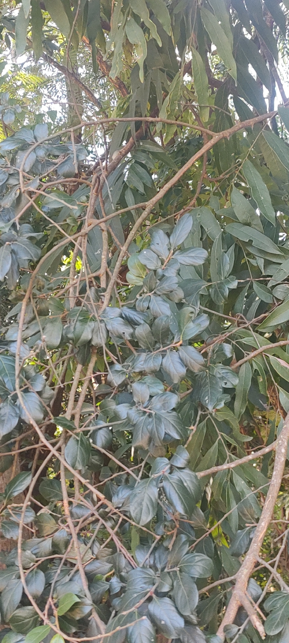 Photo of Casearia decandra (10/12)