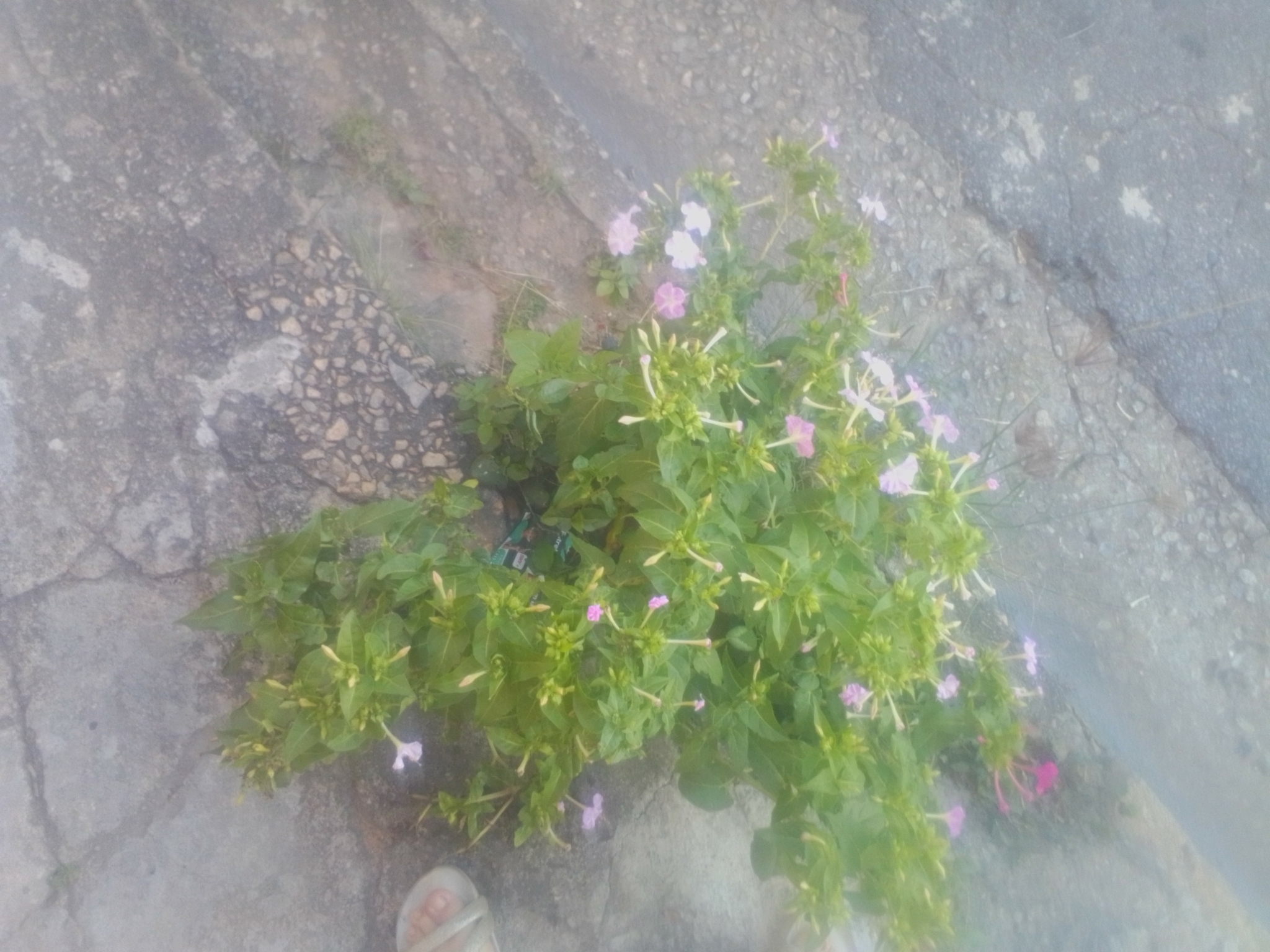 Photo of marvel of Peru (1/12)