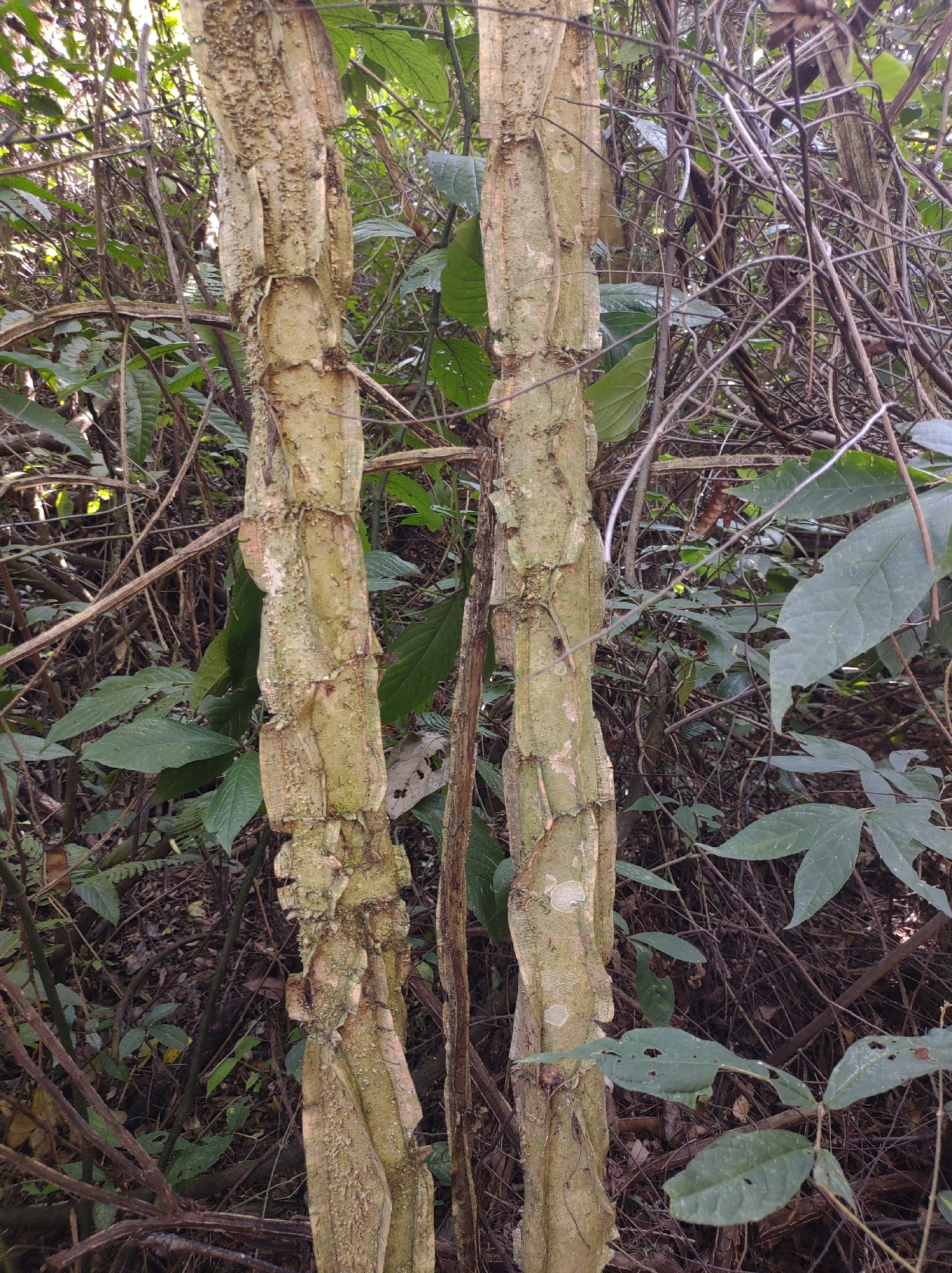Photo of Piptadenia gonoacantha (4/7)