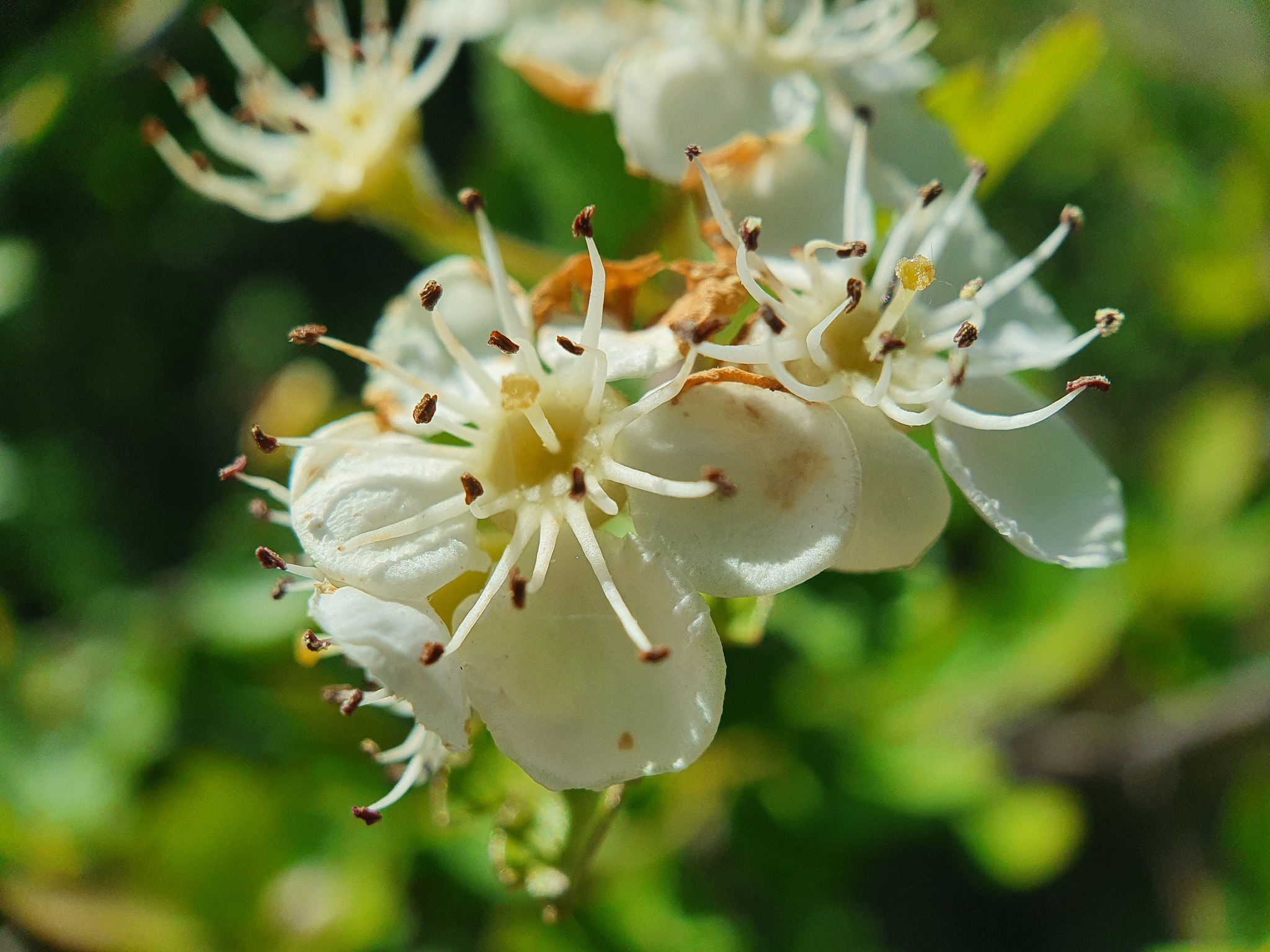 Photo of common hawthorn (11/12)