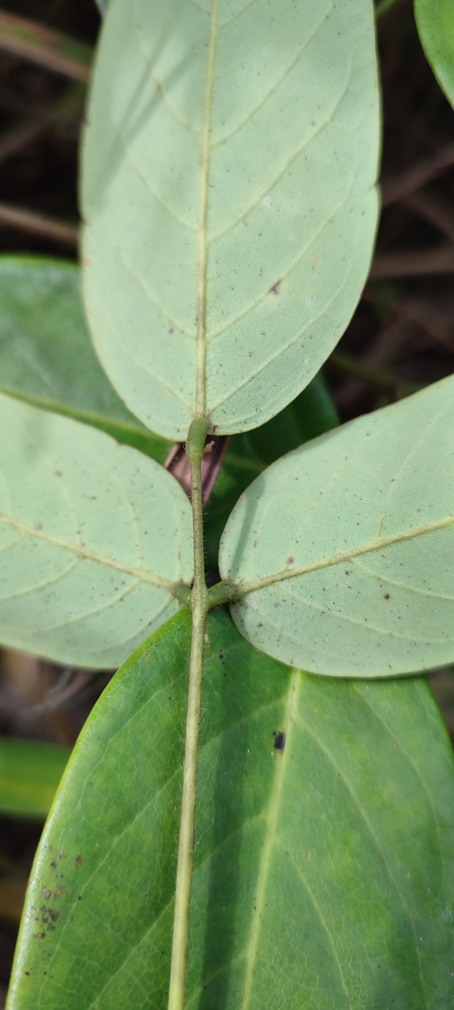Photo of Clitoria falcata (9/12)
