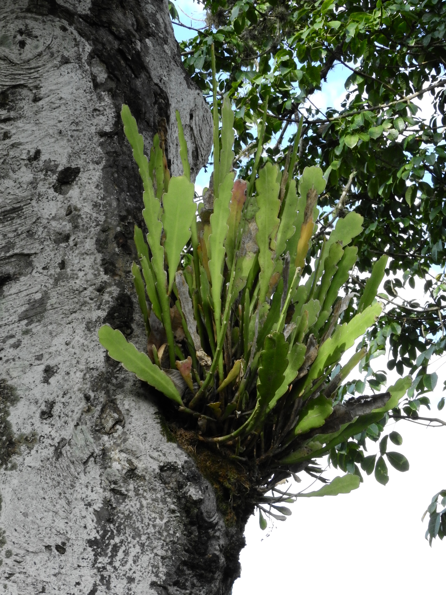 Photo of Epiphyllum phyllanthus (9/12)
