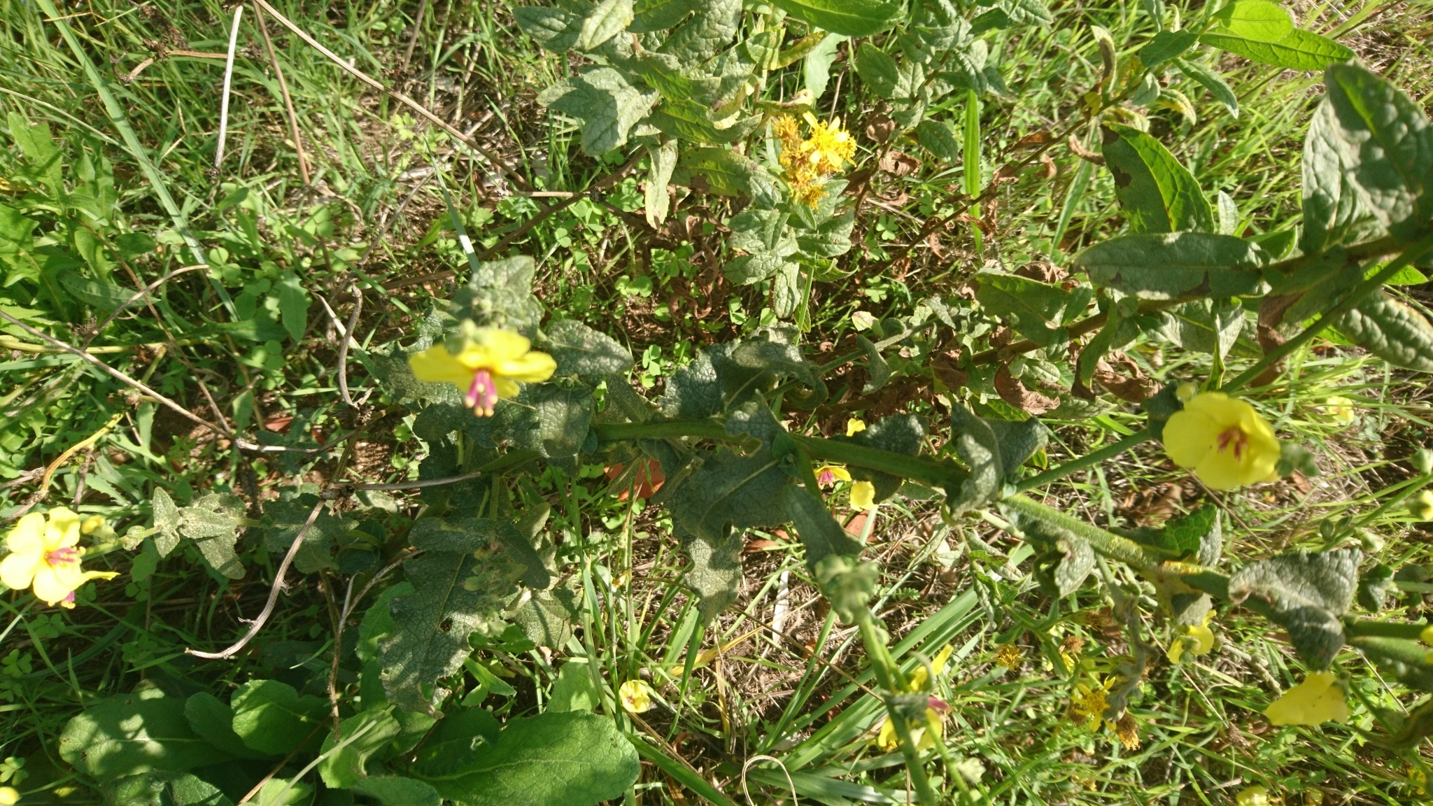 Photo of wavyleaf mullein (4/12)