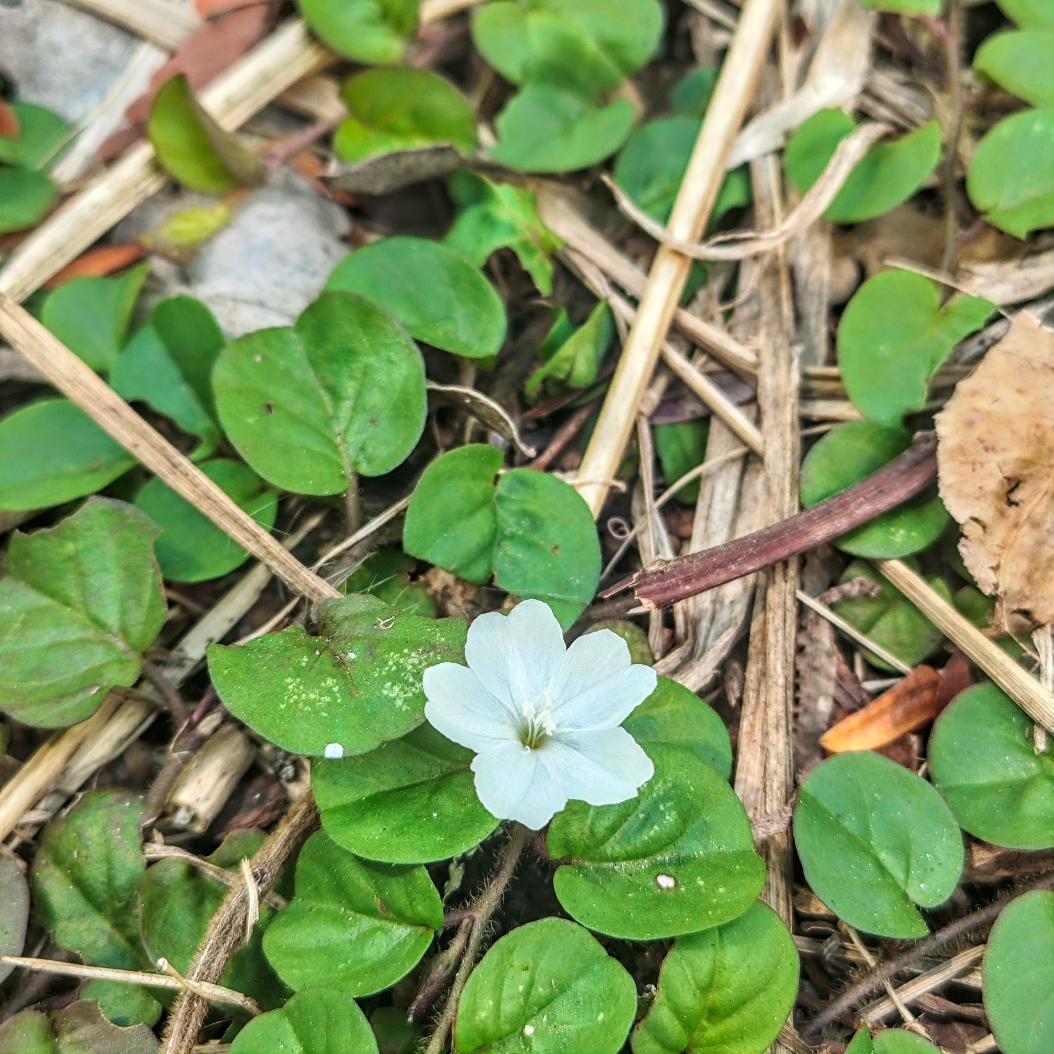 Photo of Dwarf Morning Glory (2/7)