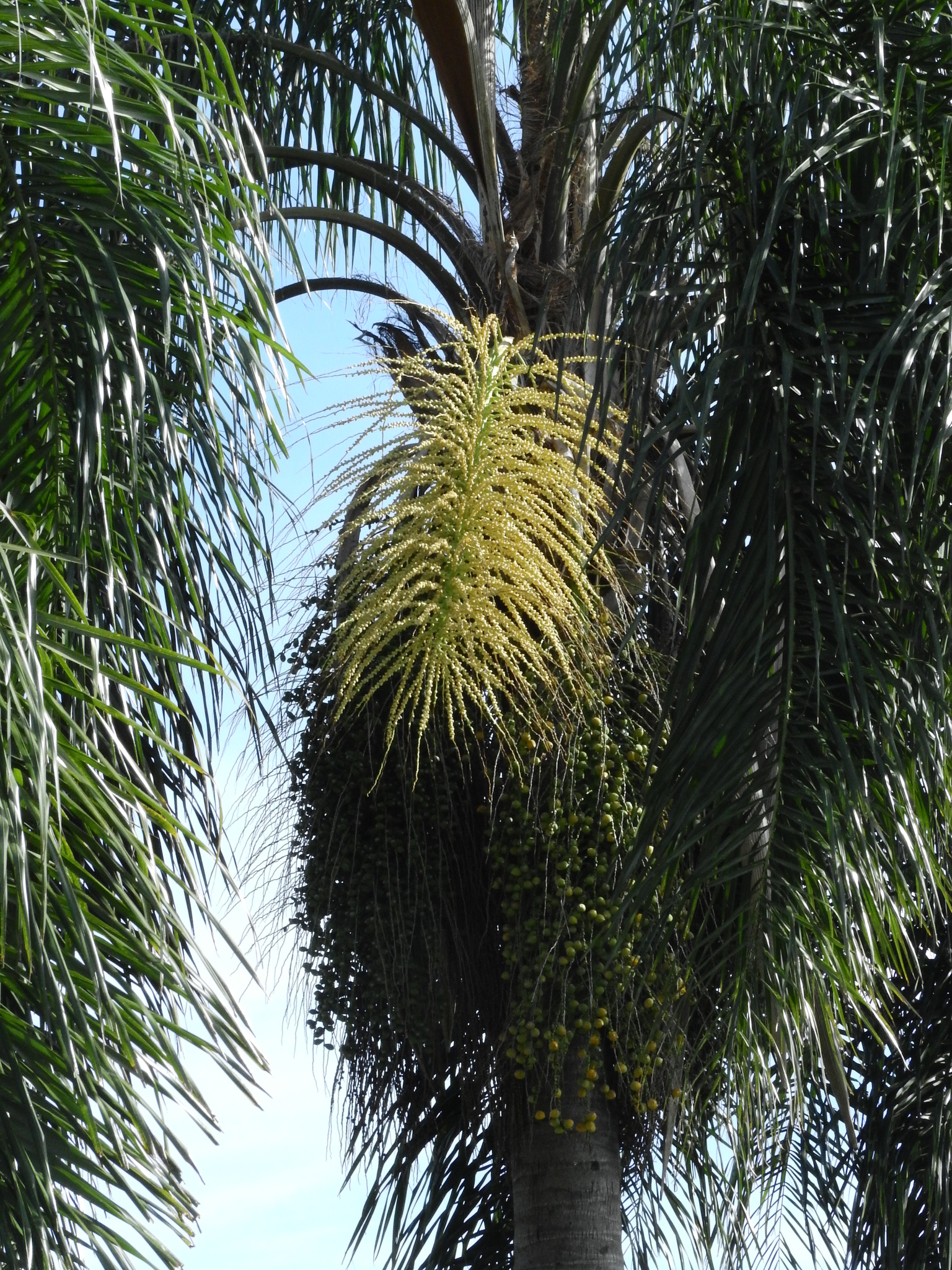 Photo of Arecaceae (2/6)
