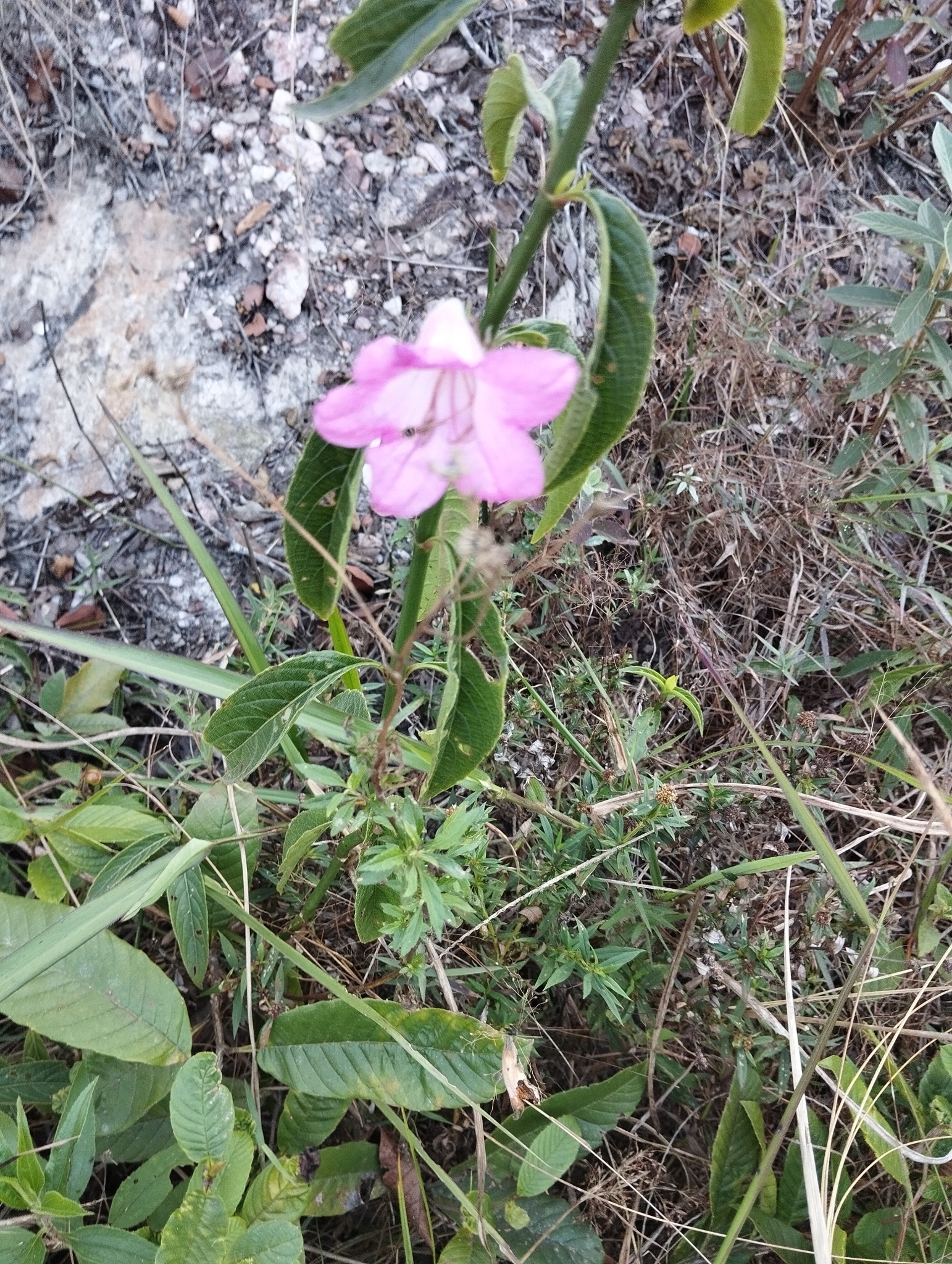Photo of Ruellia macrantha (6/12)