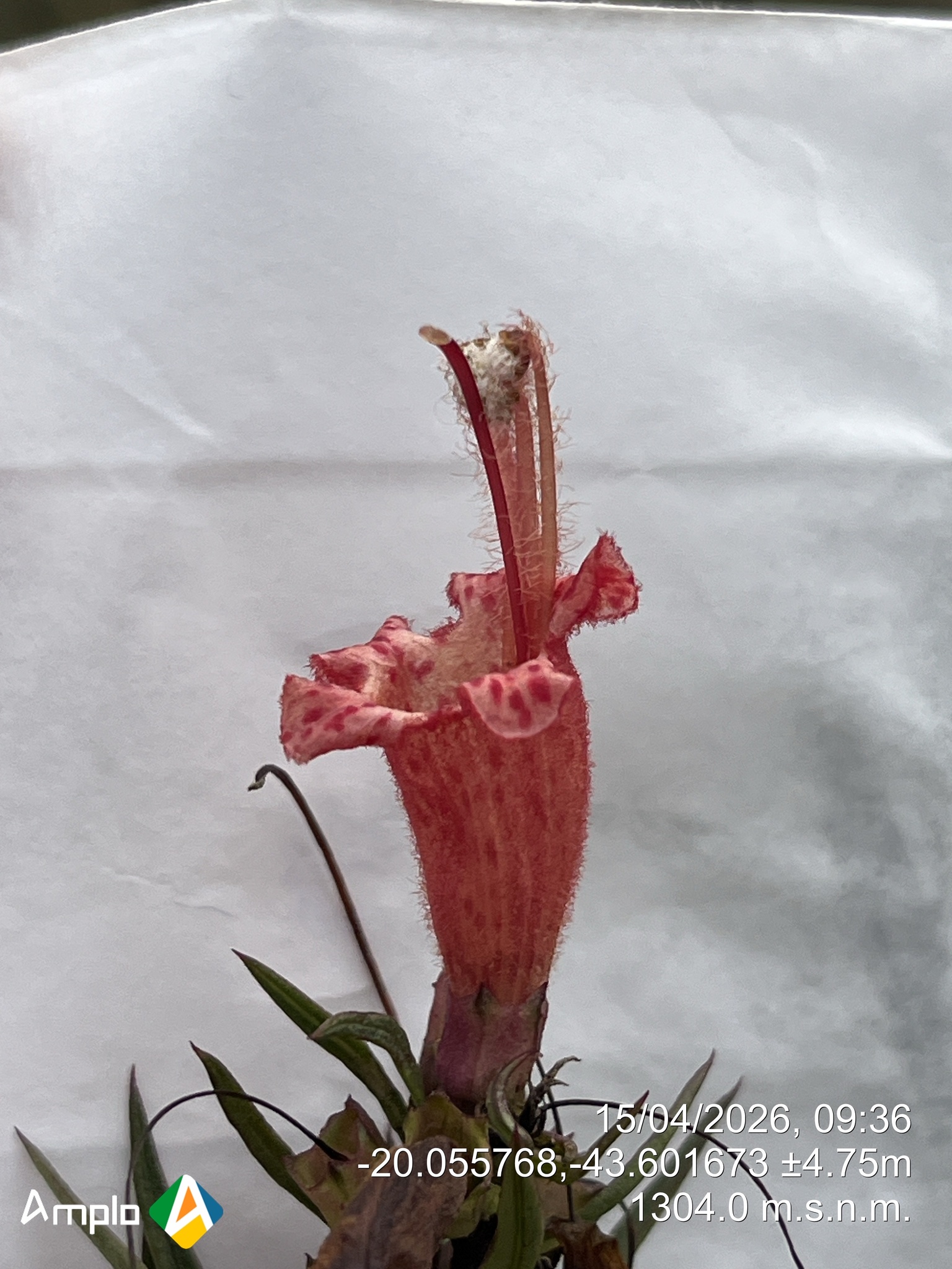 Photo of Esterhazya splendida (3/10)