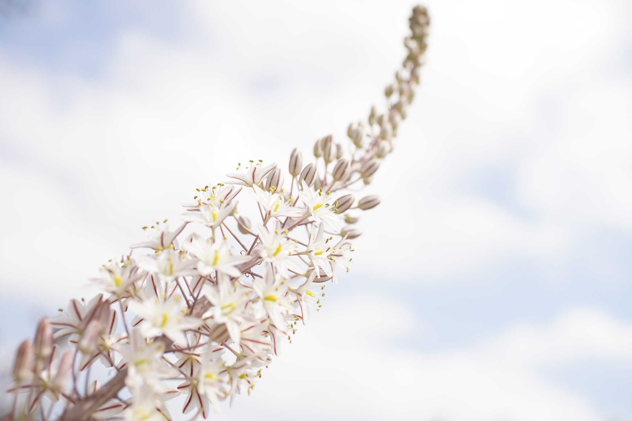 Photo of sea squill (6/10)