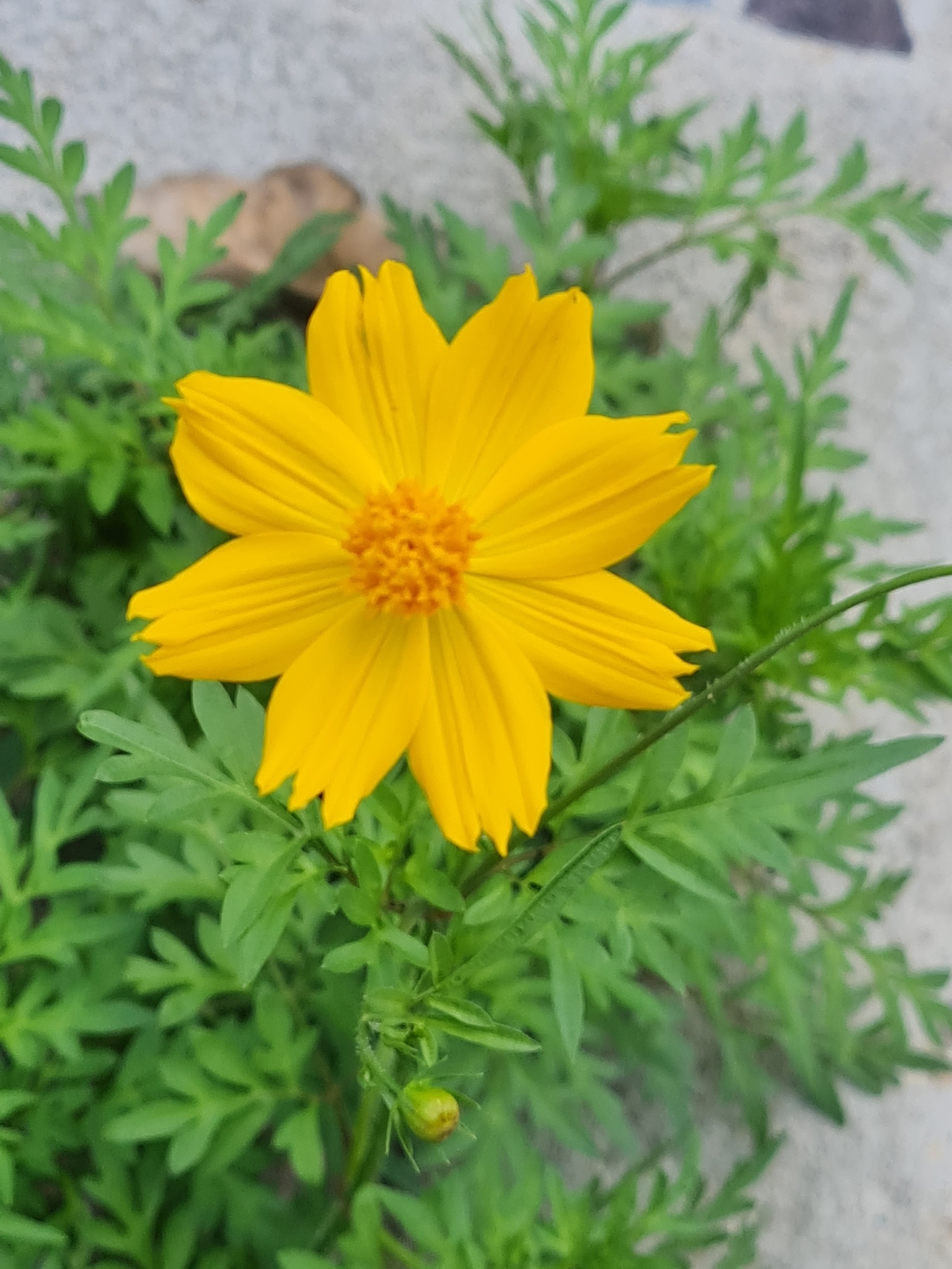 Photo of Yellow Cosmos (11/12)