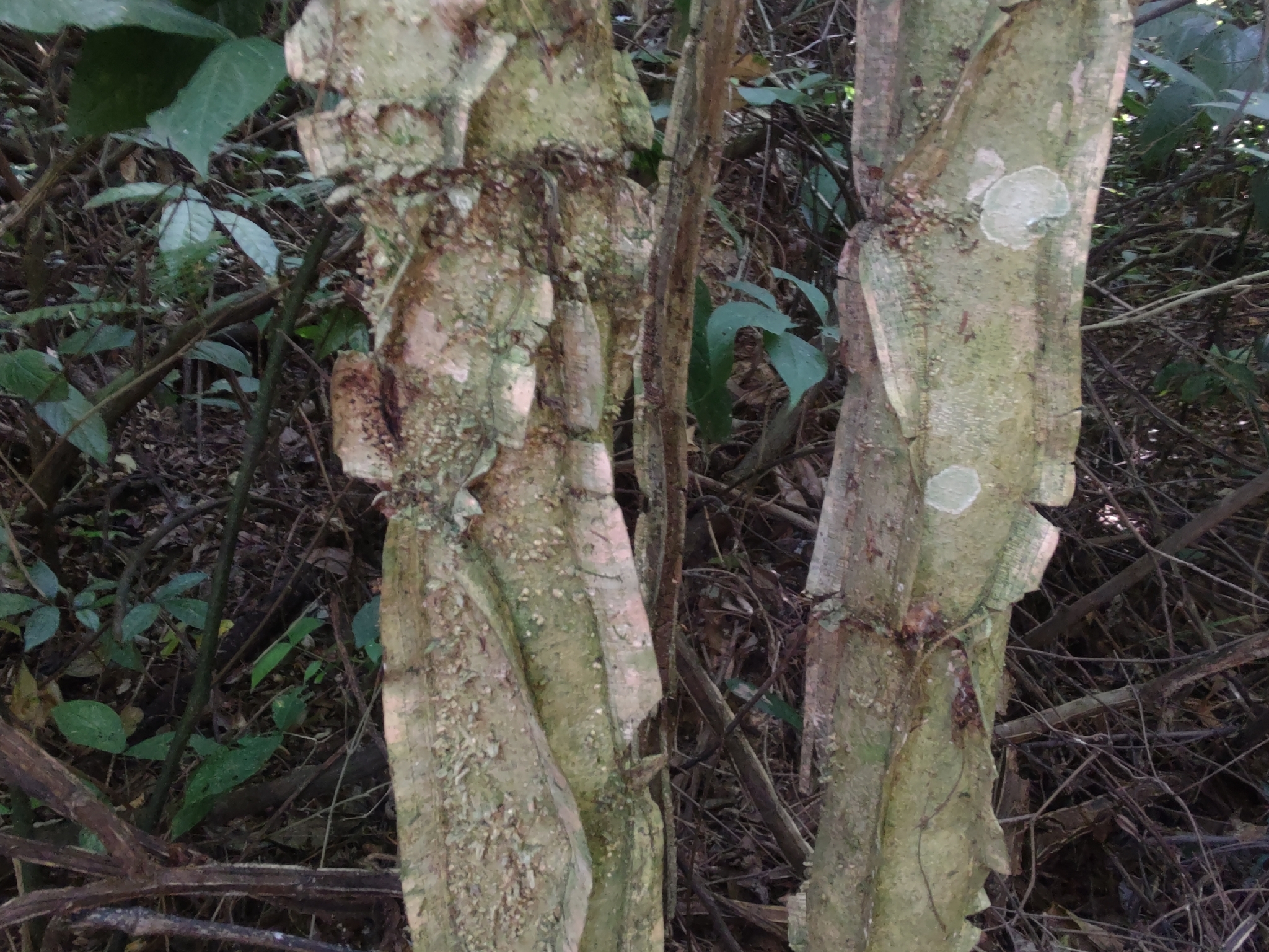 Photo of Piptadenia gonoacantha (1/7)