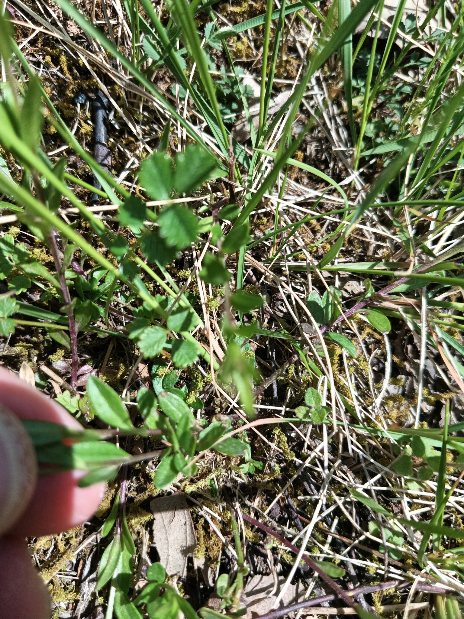 Photo of Common Milkwort (2/6)