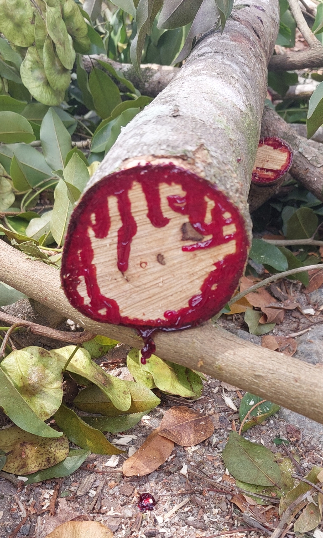 Photo of Pterocarpus violaceus (5/6)