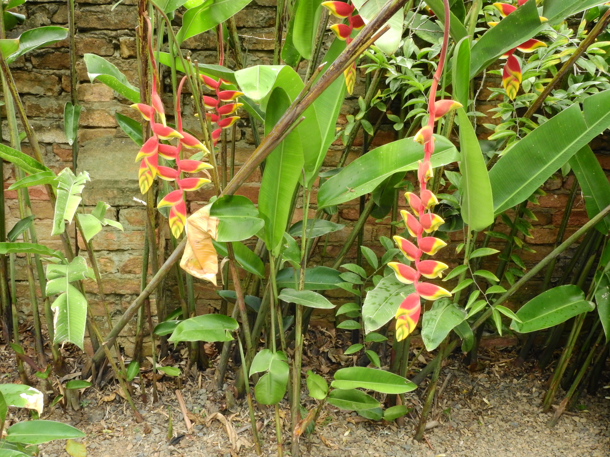 Photo of Hanging Lobster Claw Heliconia (11/12)