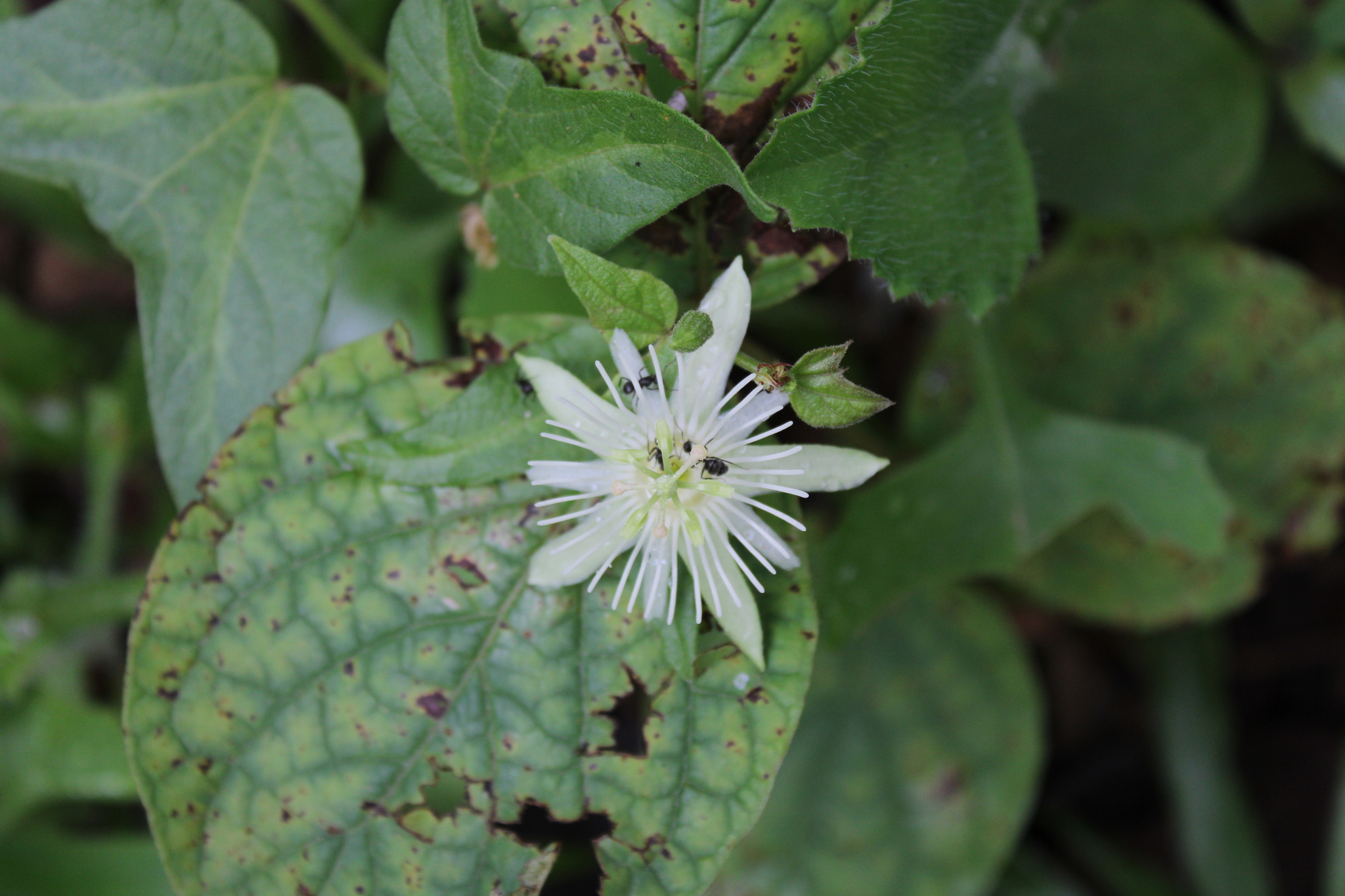 Photo of Passiflora capsularis (6/6)
