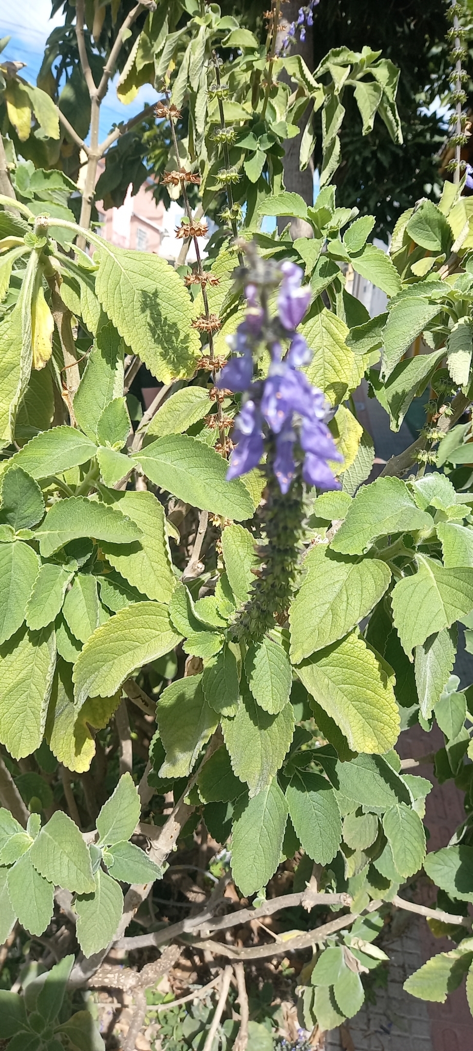 Photo of Woolly Plectranthus (5/8)