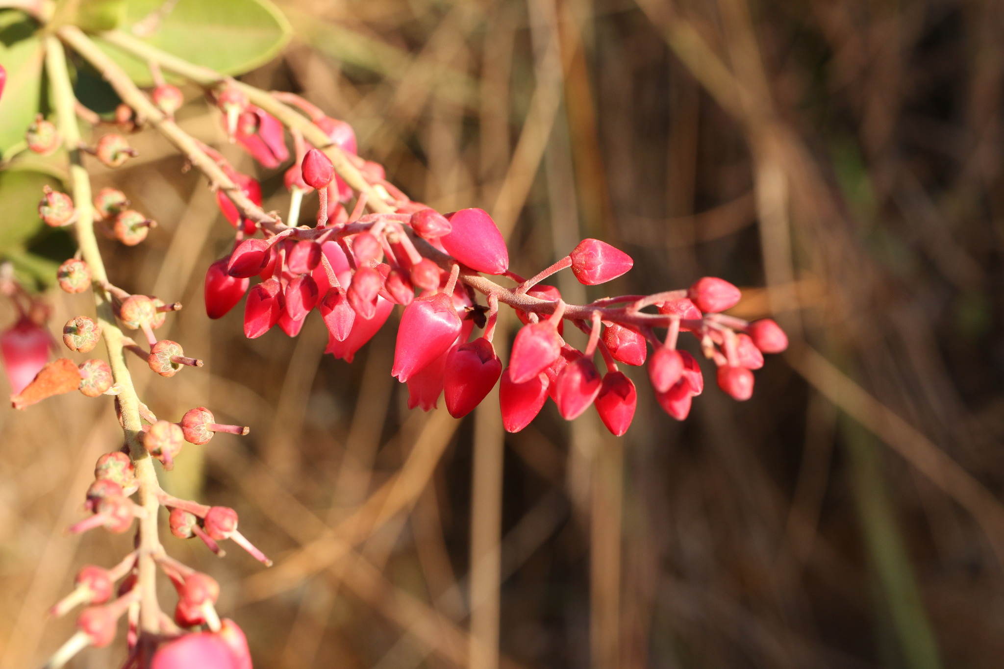 Photo of Magnoliopsida (4/6)