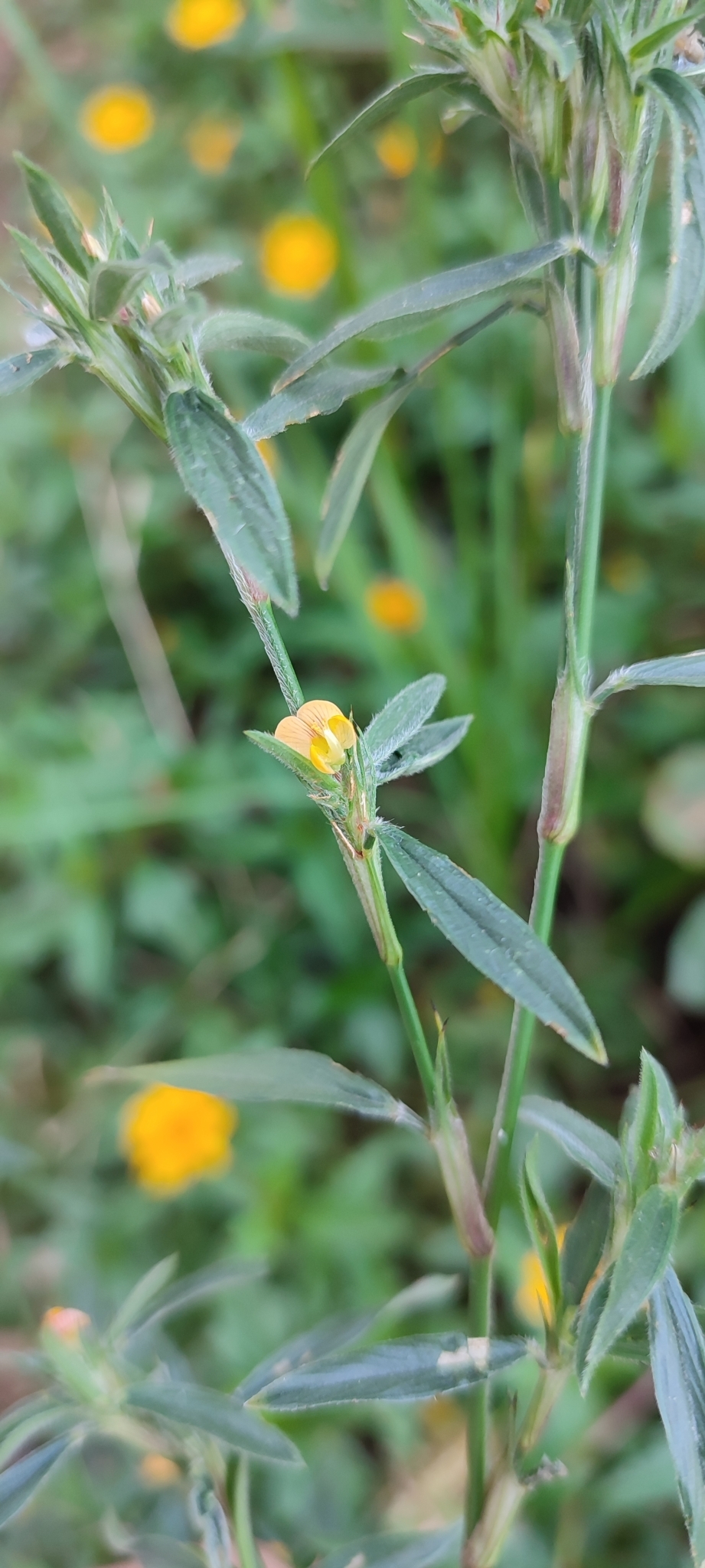 Photo of Stylosanthes (3/7)