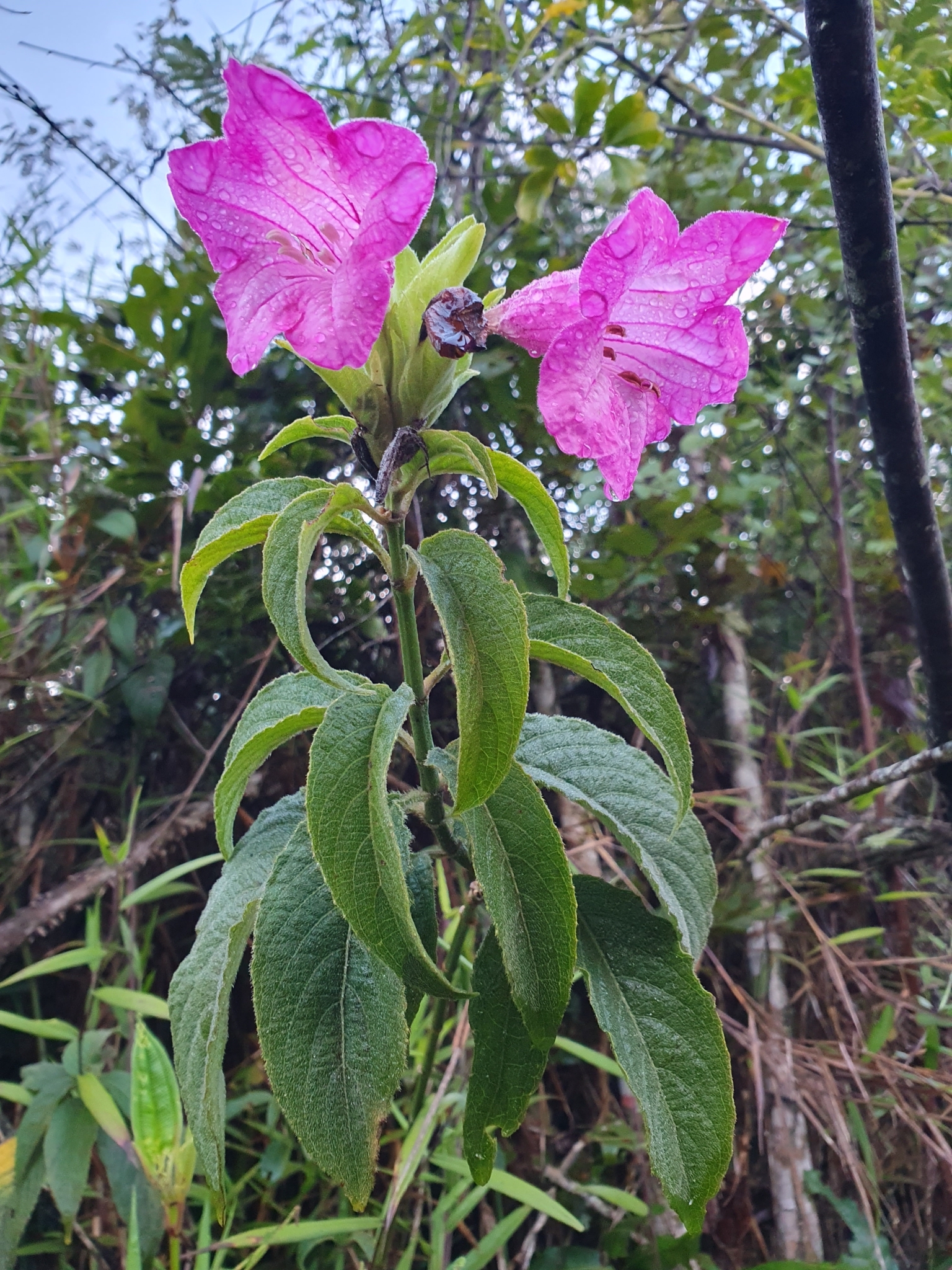 Photo of Ruellia macrantha (12/12)