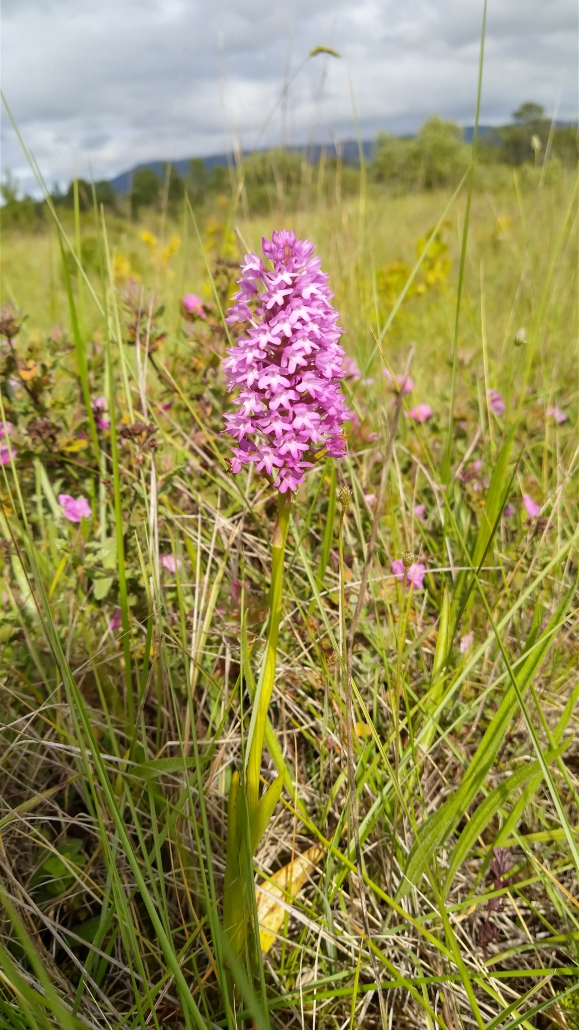 Photo of pyramidal orchid (10/12)