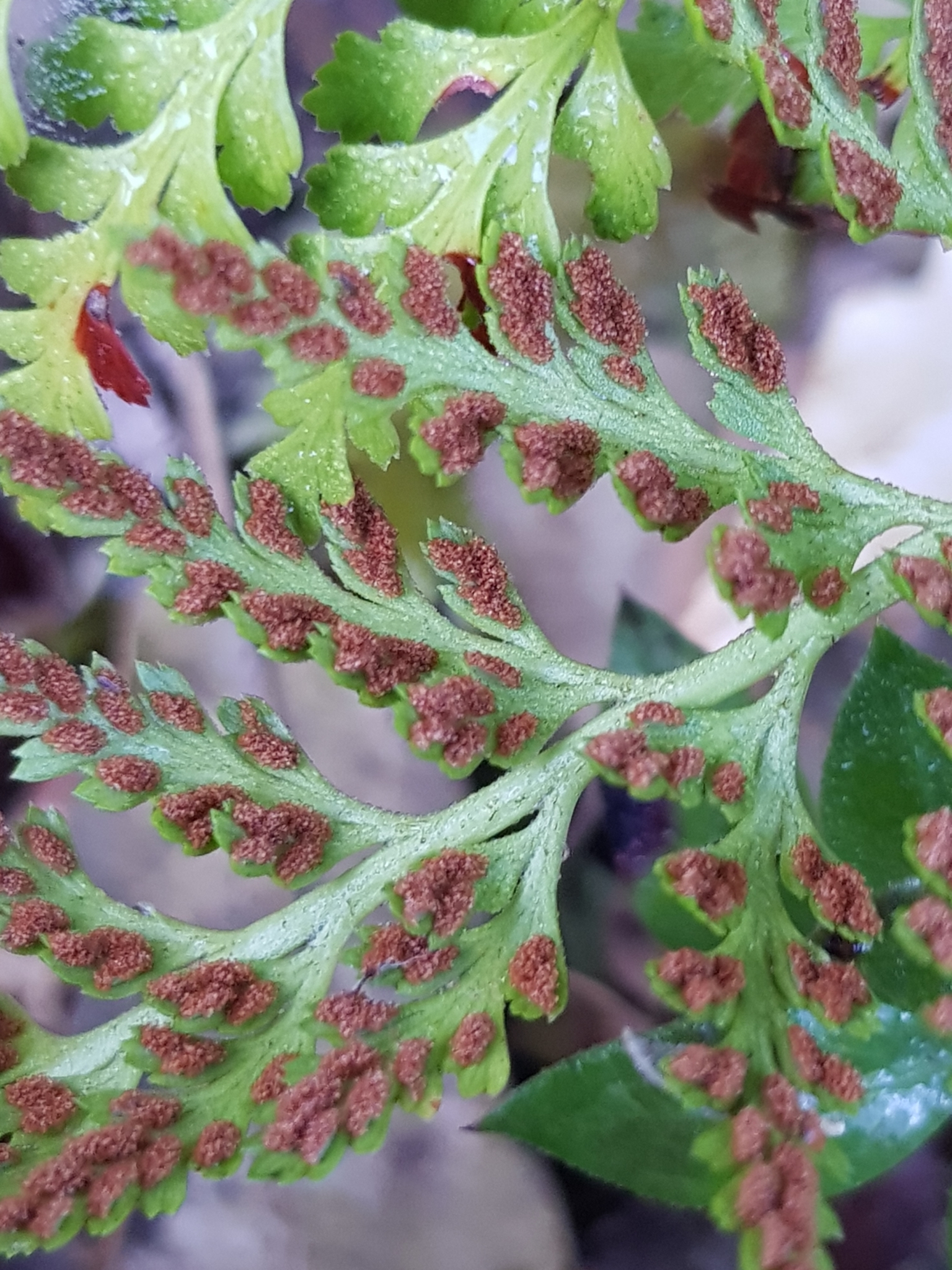 Photo of black spleenwort (2/6)