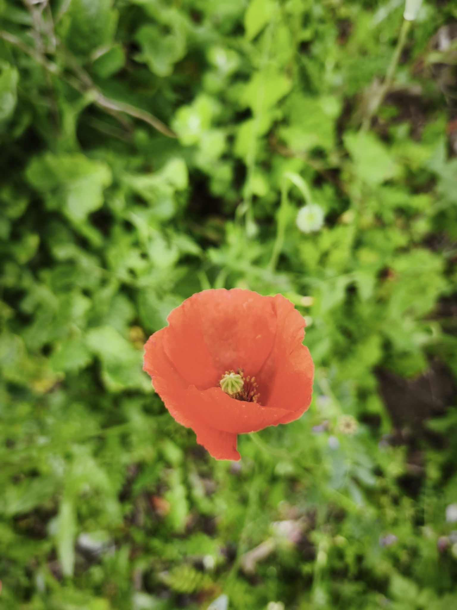 Photo of Long-headed poppy (7/12)