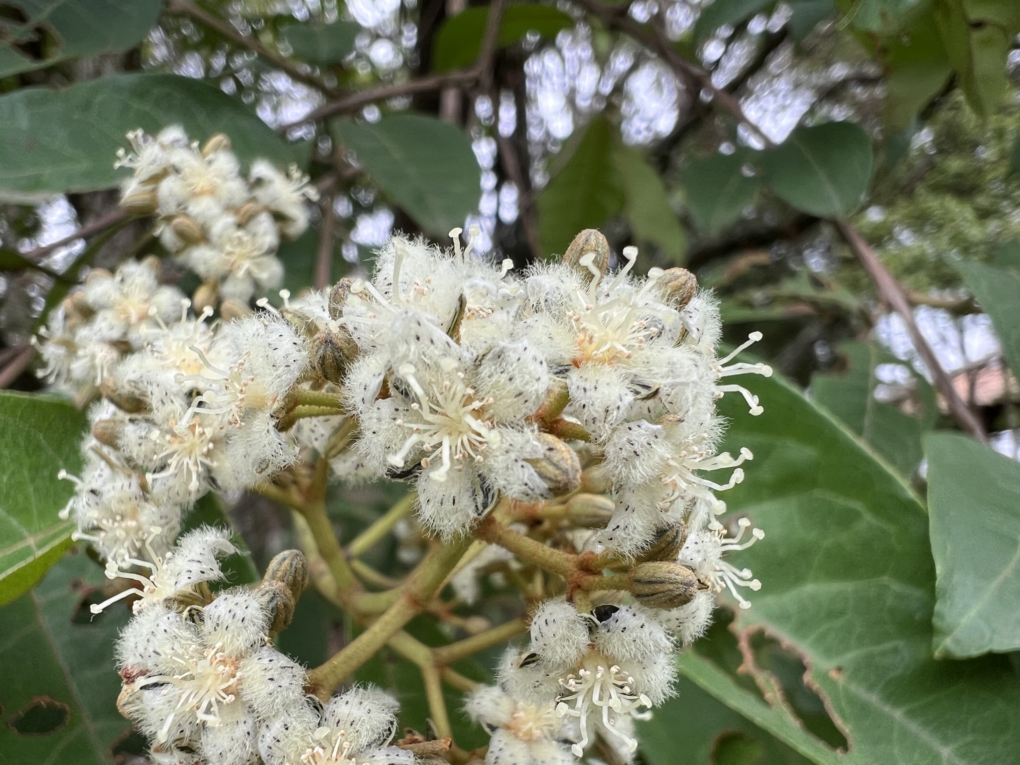 Photo of Malpighiales (3/7)
